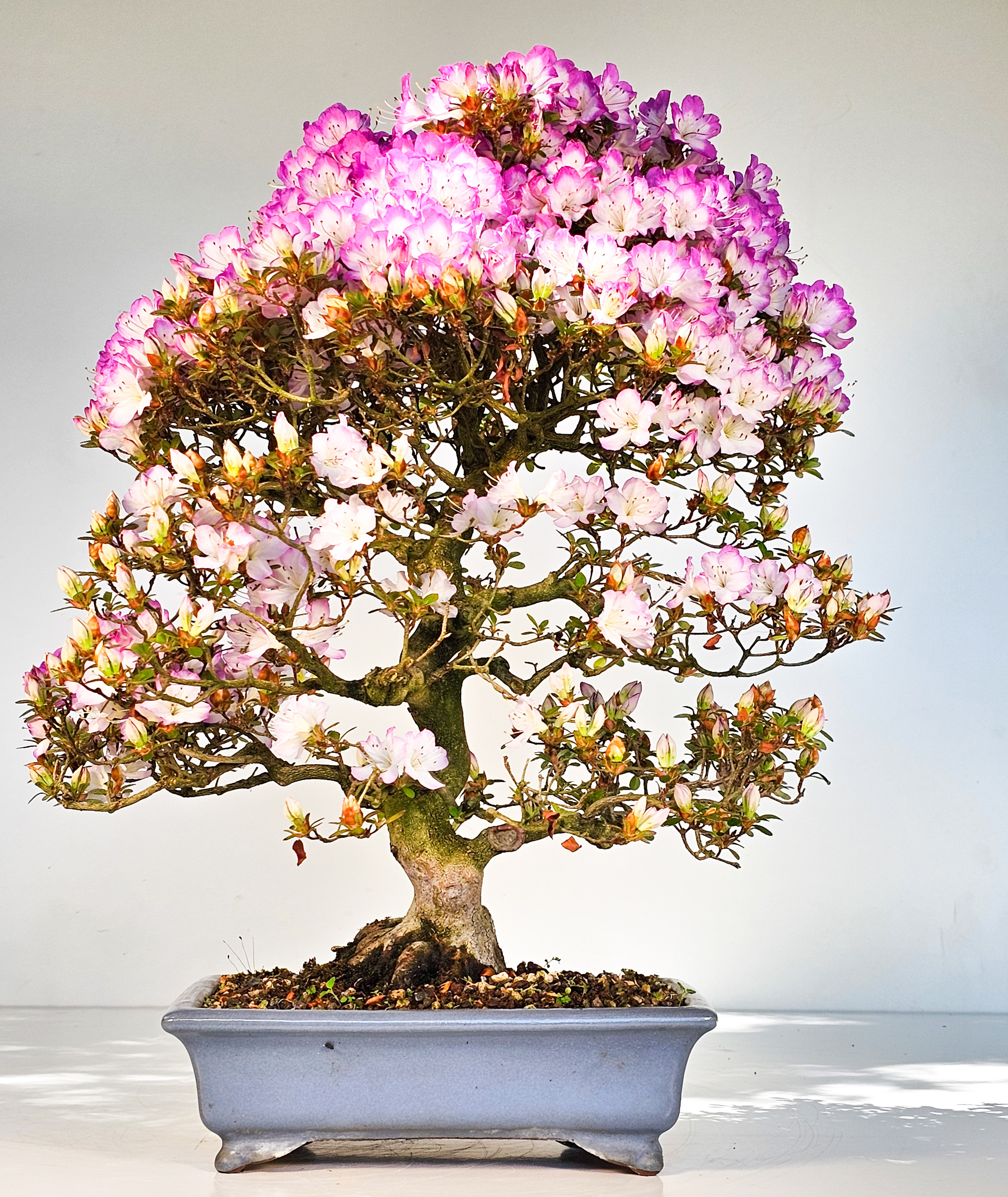 Bonsai Azalee Rhododendron indicum -Miyamamangetsu- 47cm