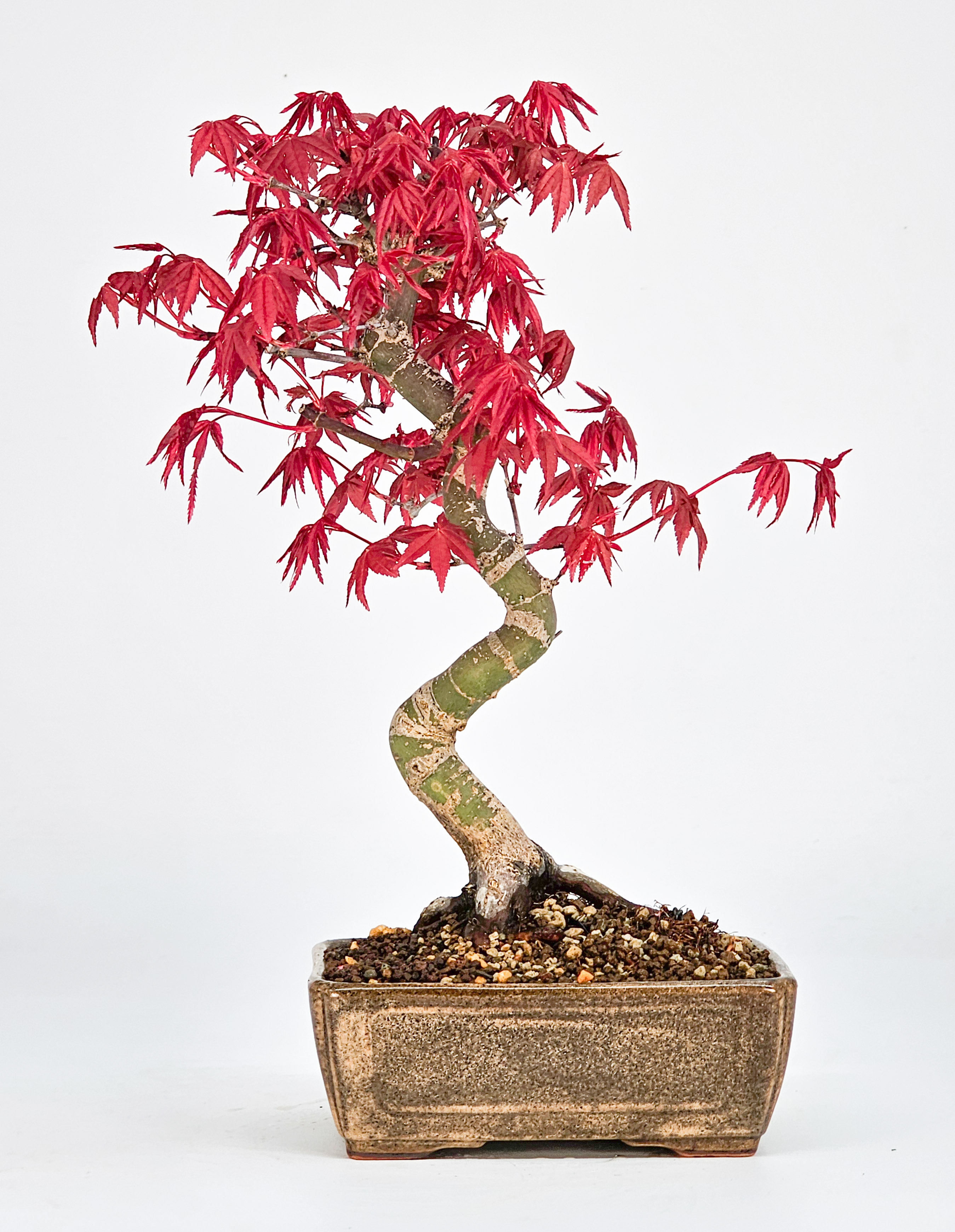 Bonsai Fächerahorn Acer palmatum Deshojo Shohin 21cm