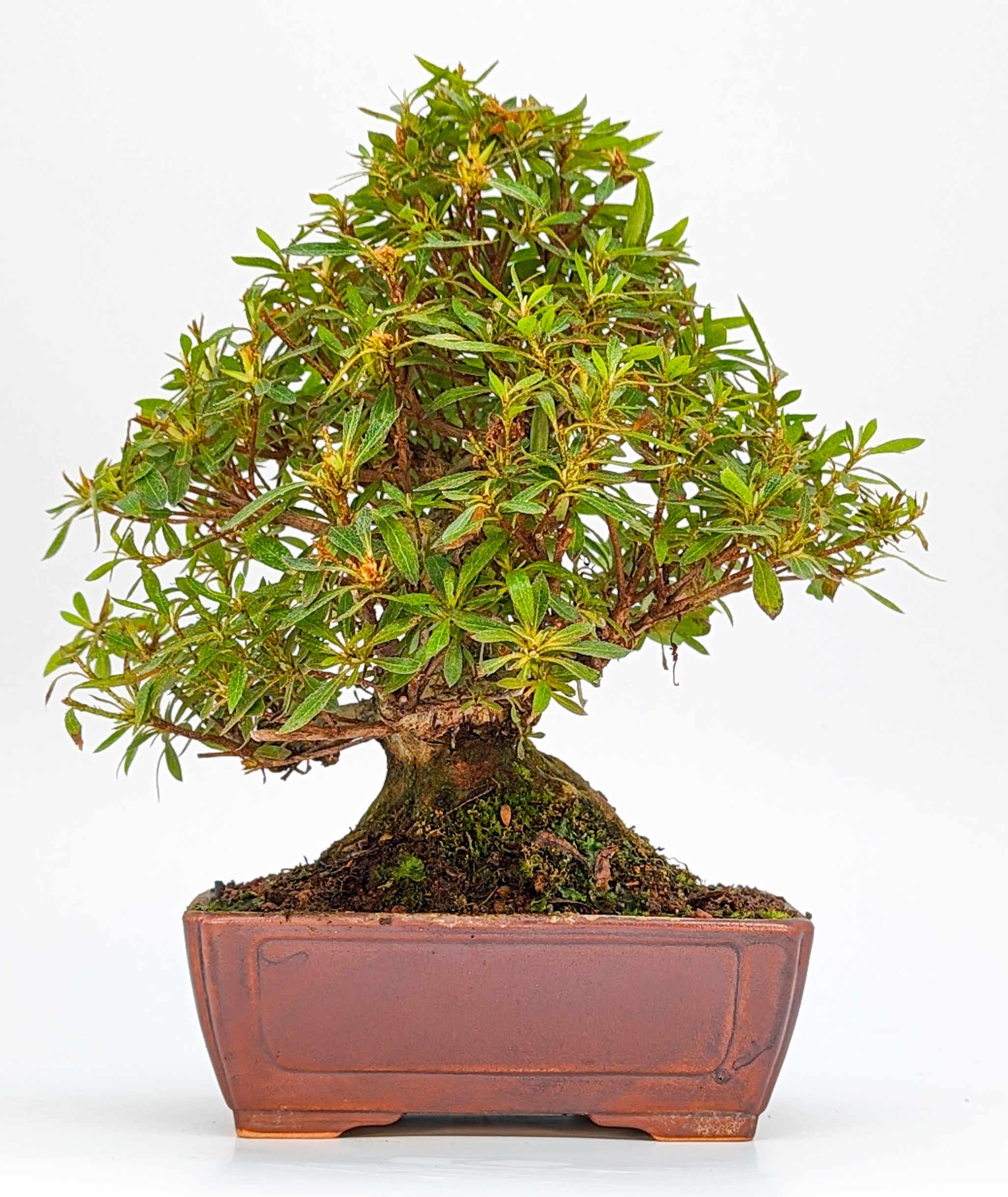 Bonsai Azalee Rhododendron indicum - Hakurini - Shohin 21cm