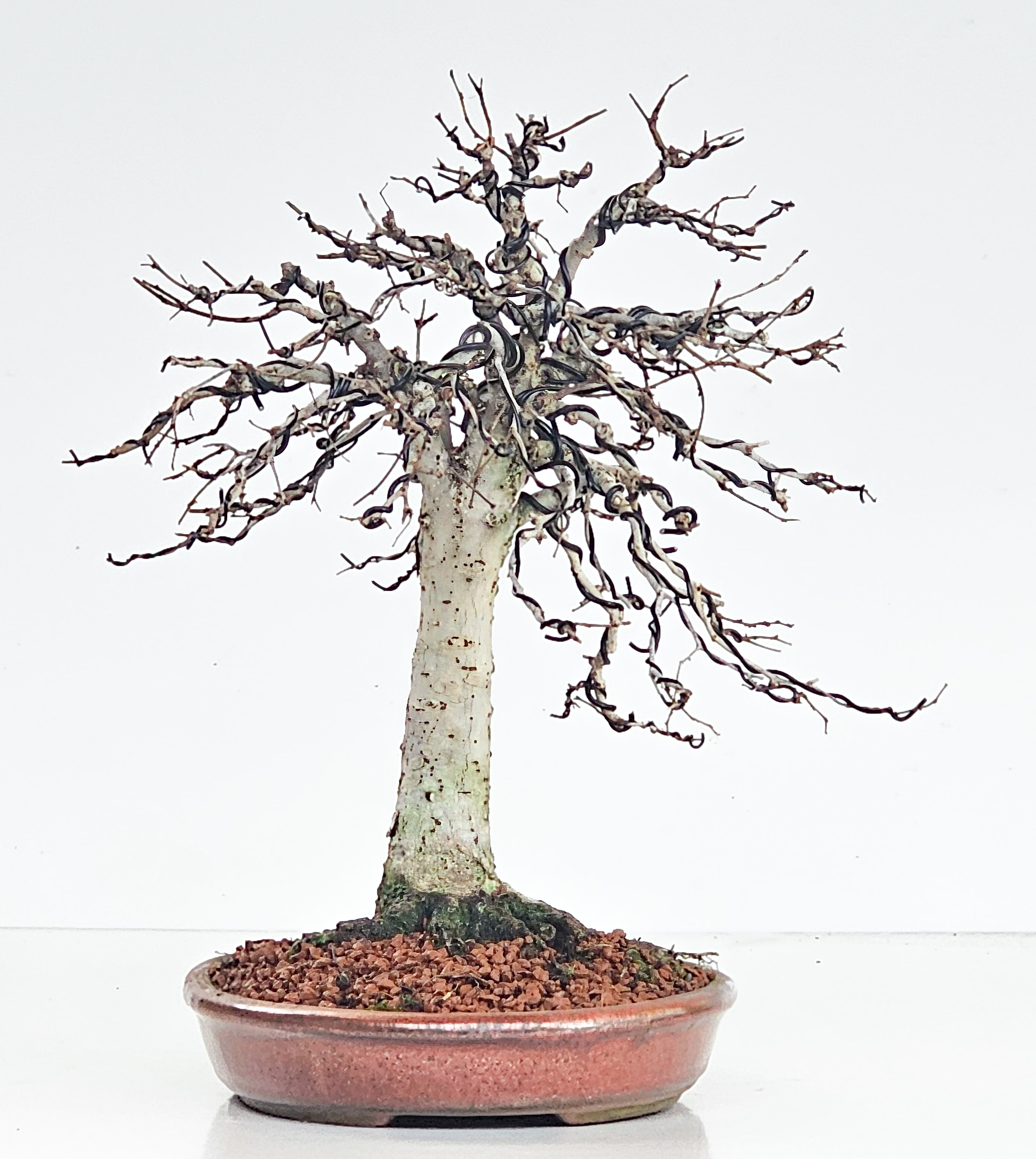 Bonsai Zelkova serrata 26cm - Video!