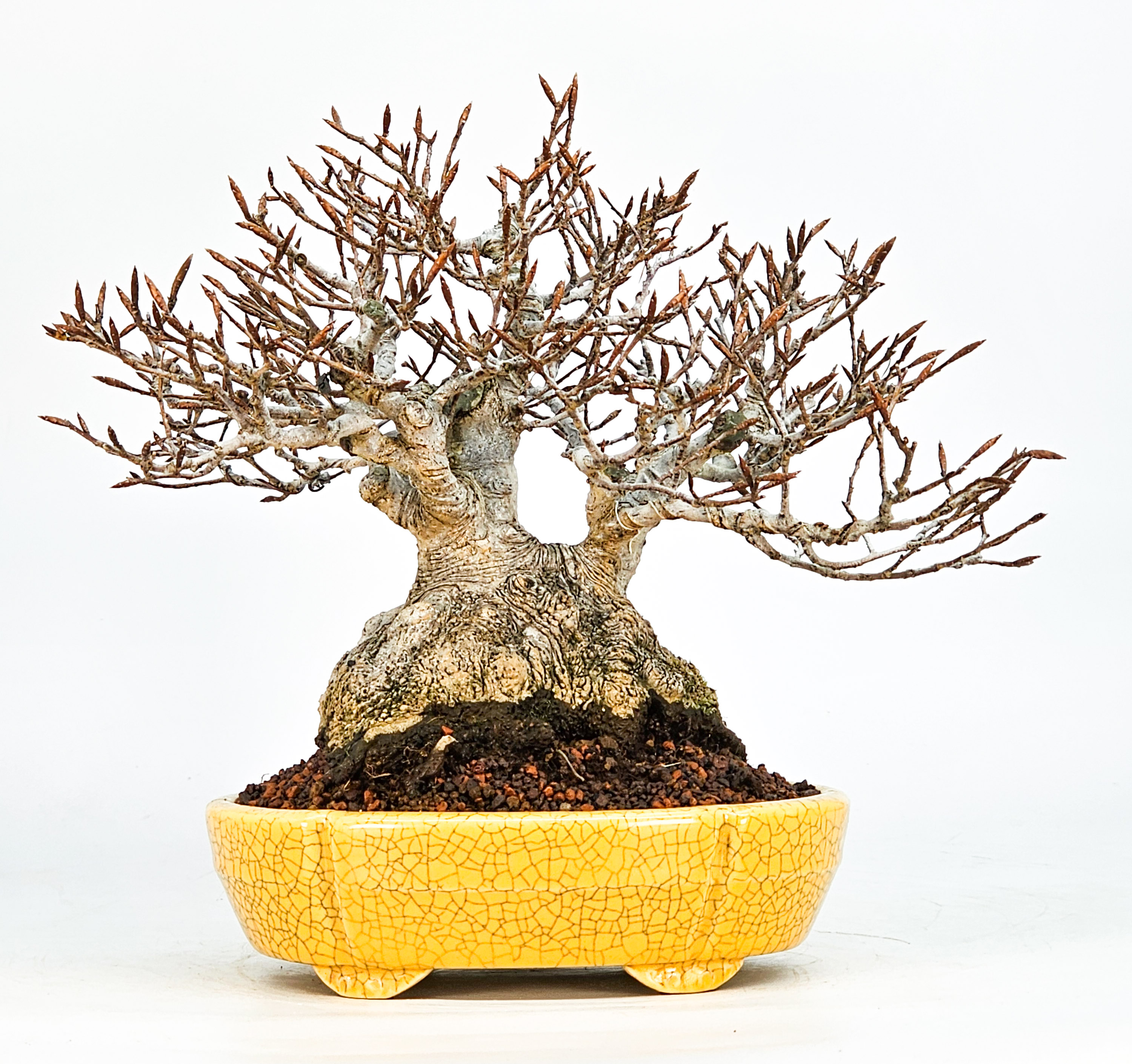 Bonsai Premium Kerbbuche Fagus Crenata 17,5 cm Video!!
