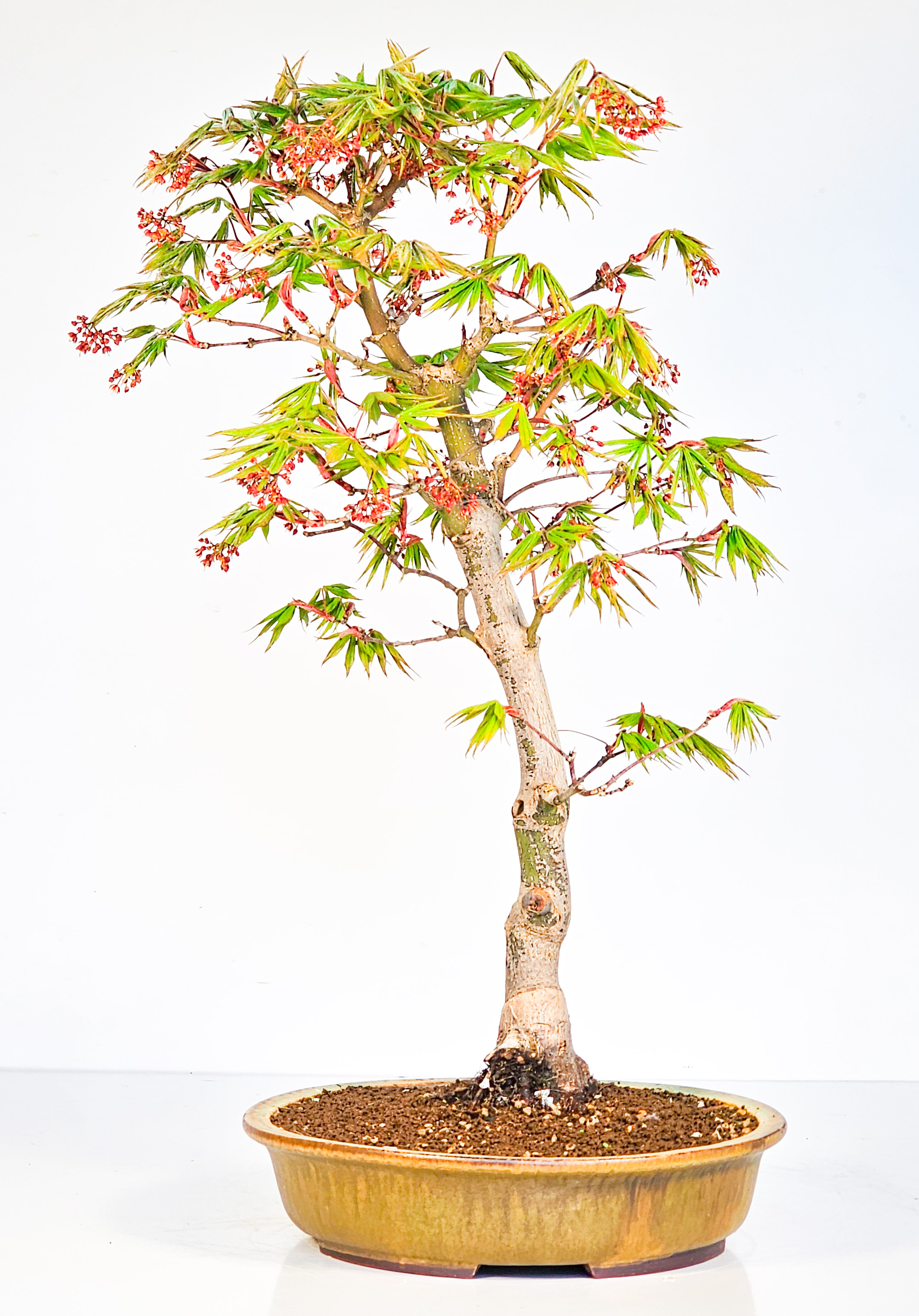 Bonsai Fächerahorn - Acer palmatum Osakazuki 48cm