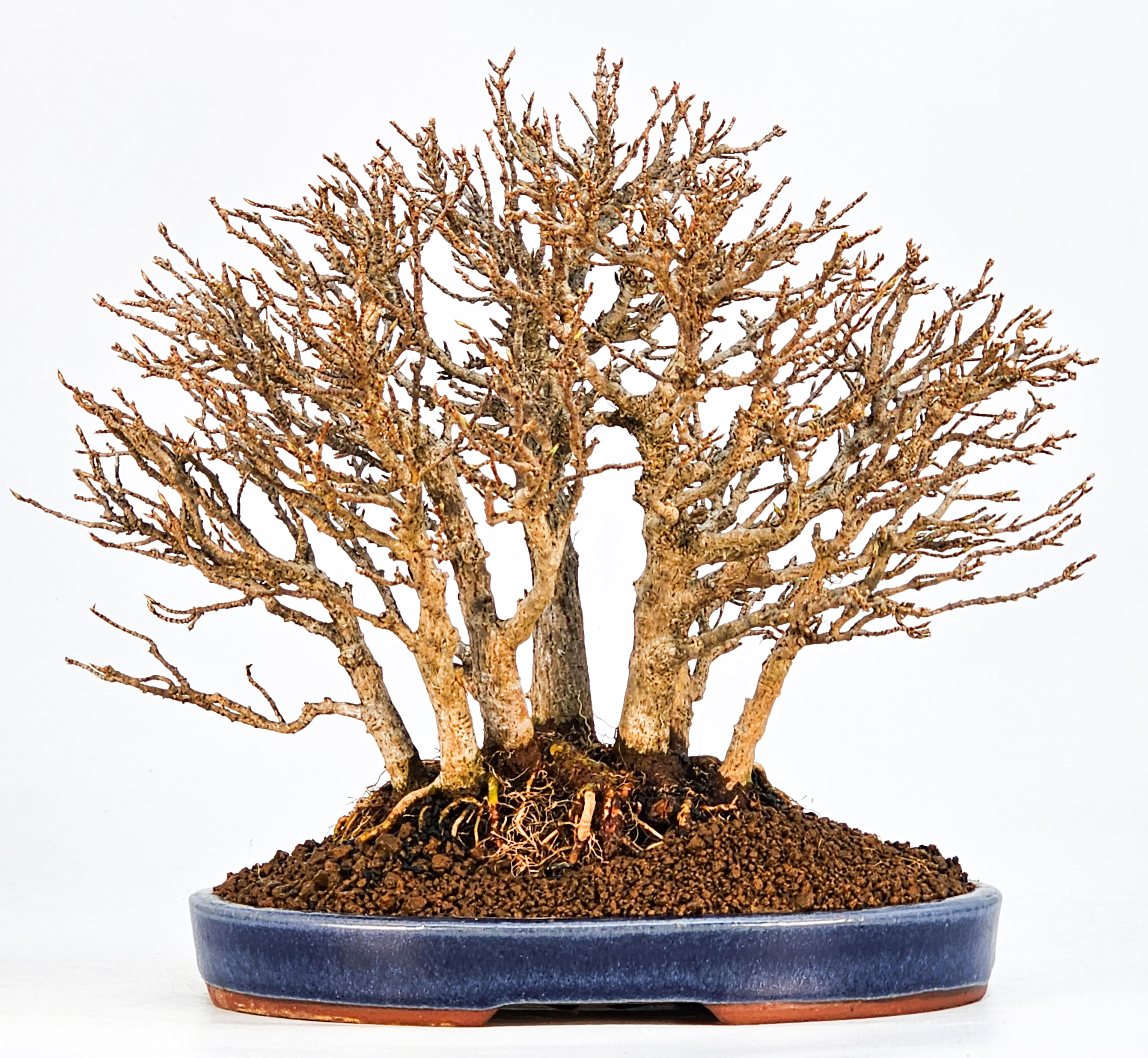 Bonsai Dreispitzahorn - Acer buergerianum Wald  Yose-ue 20cm Video!!