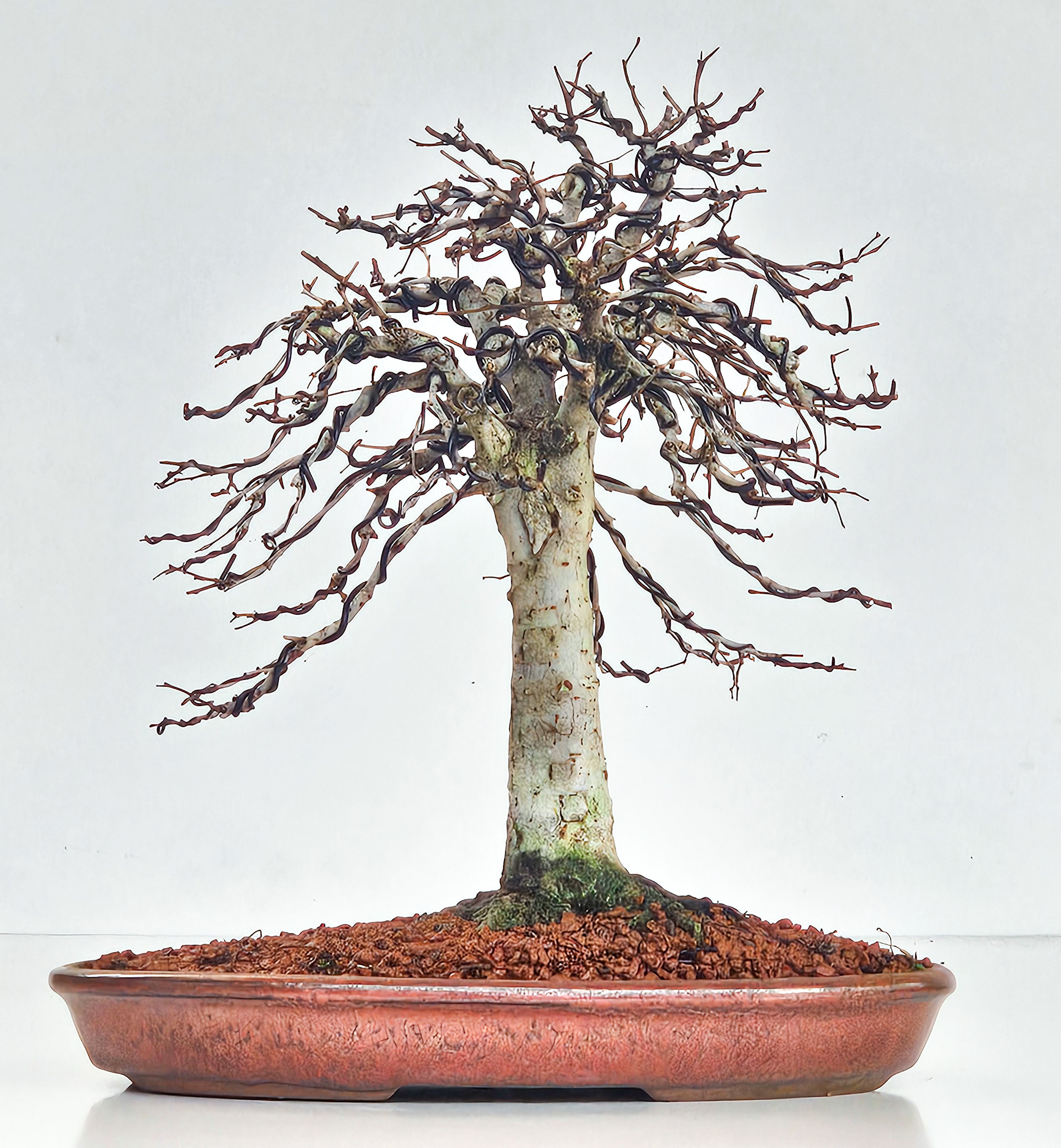 Bonsai Zelkova serrata 26cm - Video!