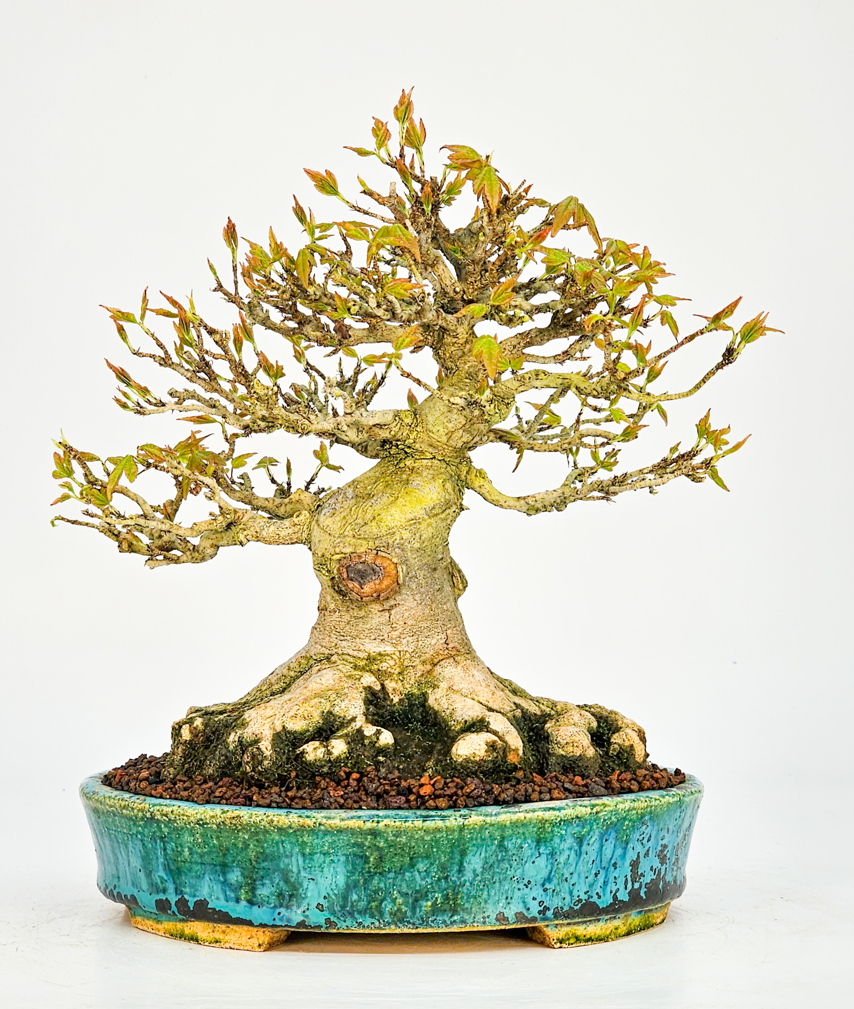 Bonsai Dreispitzahorn  - Acer buergerianum Shohin 19cm - Video!