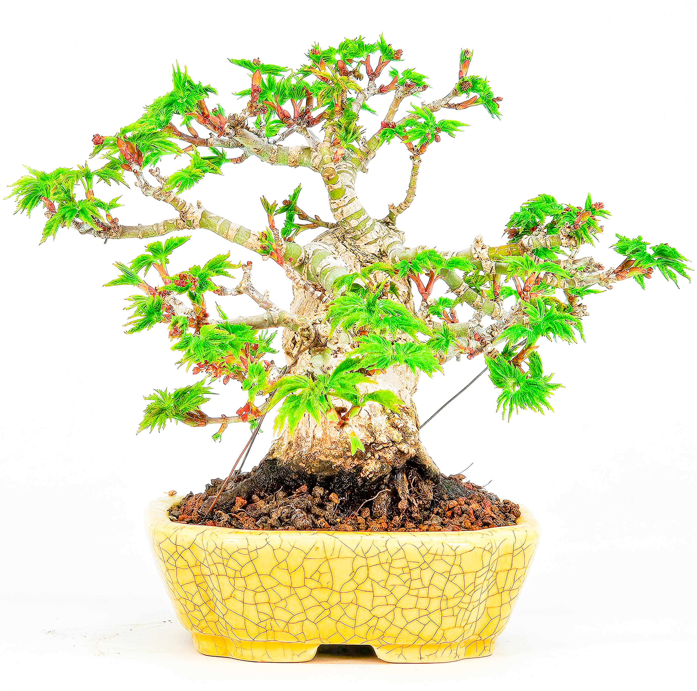 Bonsai Löwenkopfahorn- Acer palmatum Shishigashira Shohin 12cm