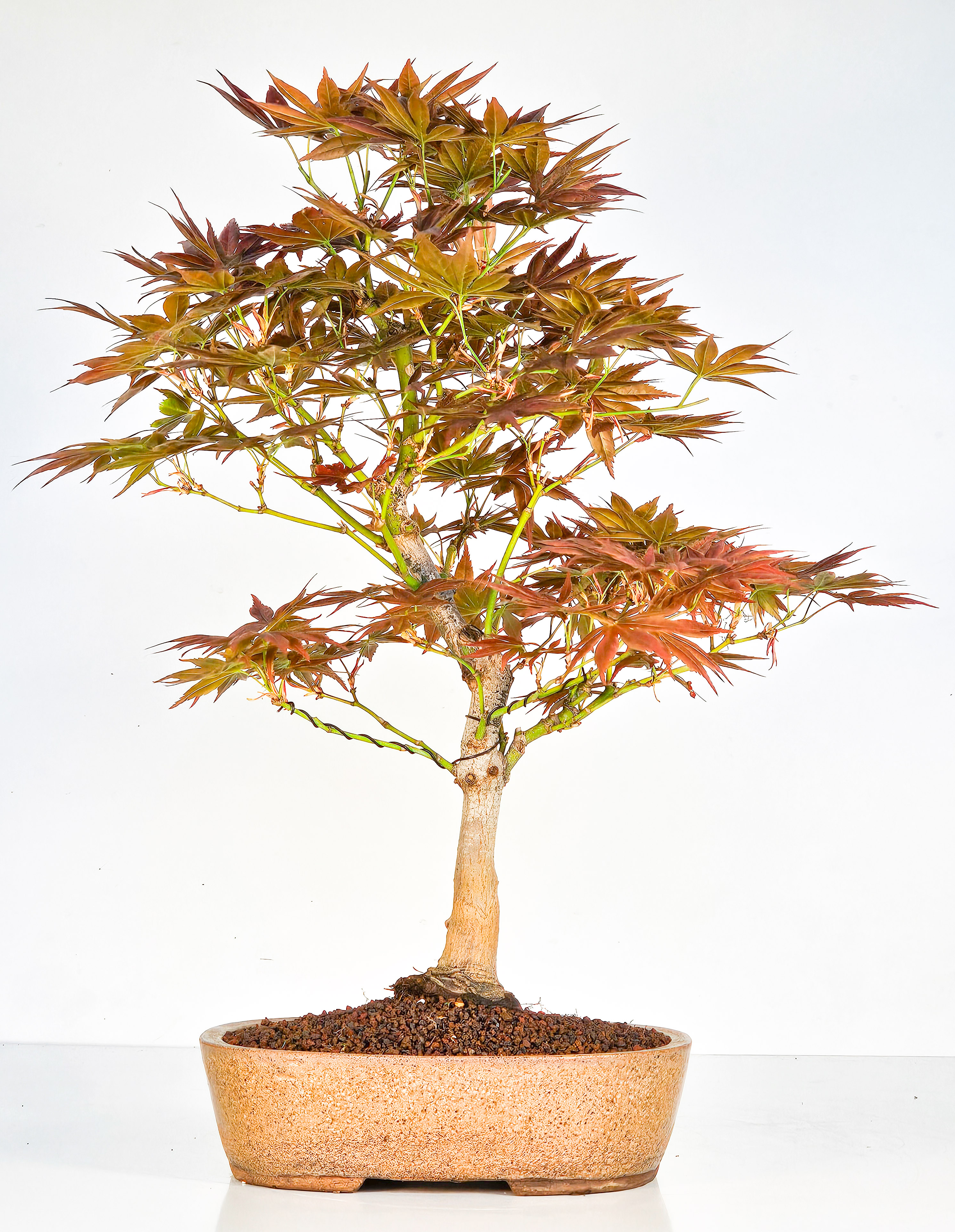 Bonsai Fächerahorn - Acer palmatum yugure 45cm