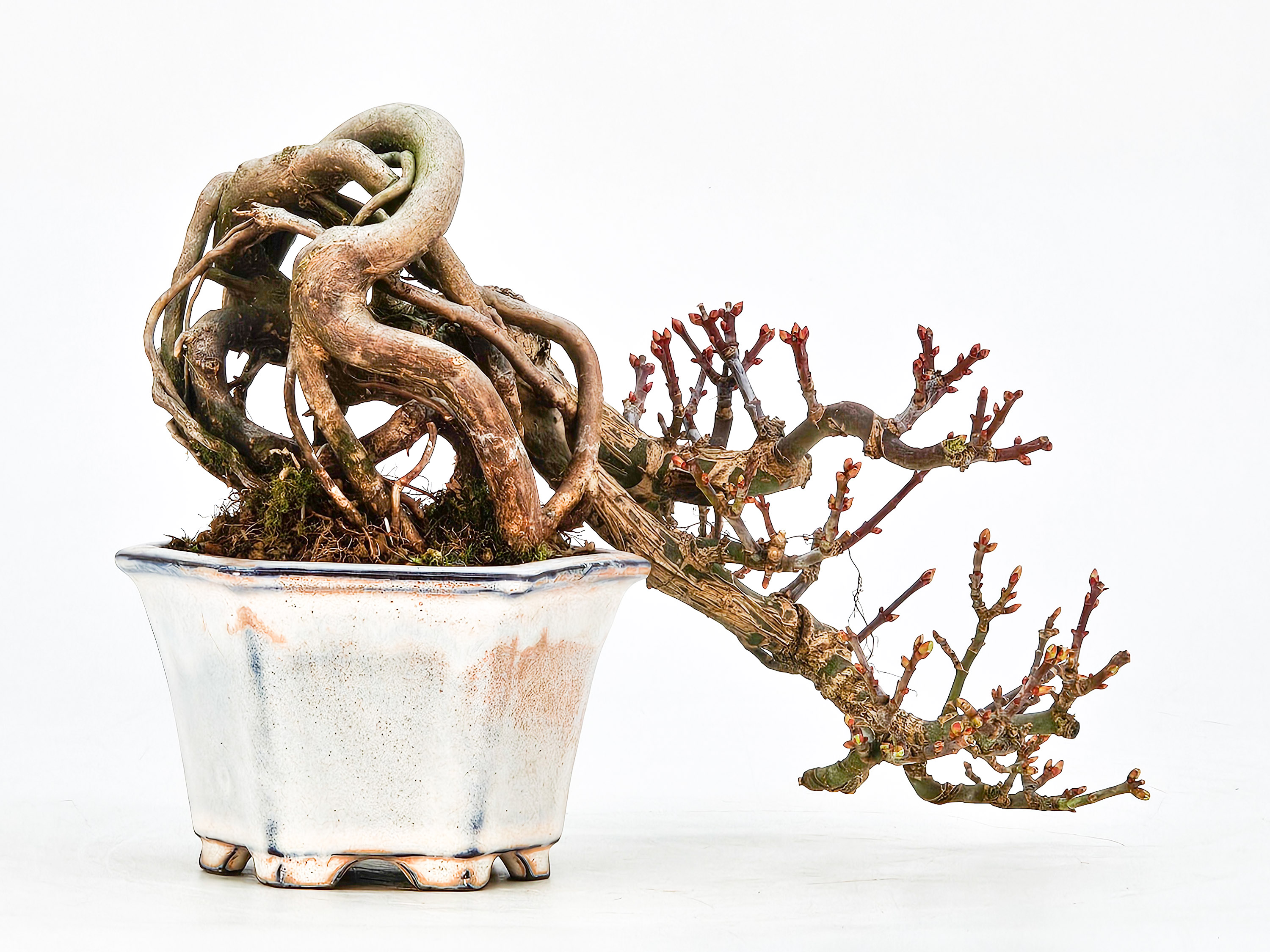 Bonsai Löwenkopfahorn- Acer palmatum Shishigashira Shohin 16cm Video!!