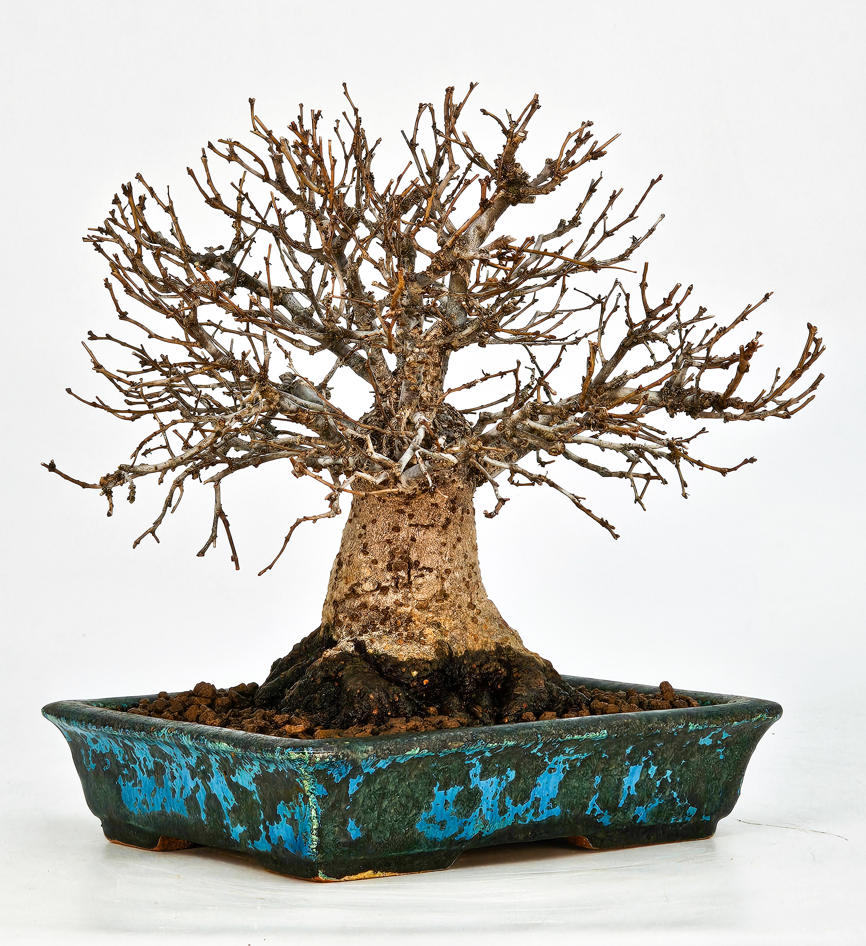 Bonsai Zelkova serrata Shohin 17cm - Video!!