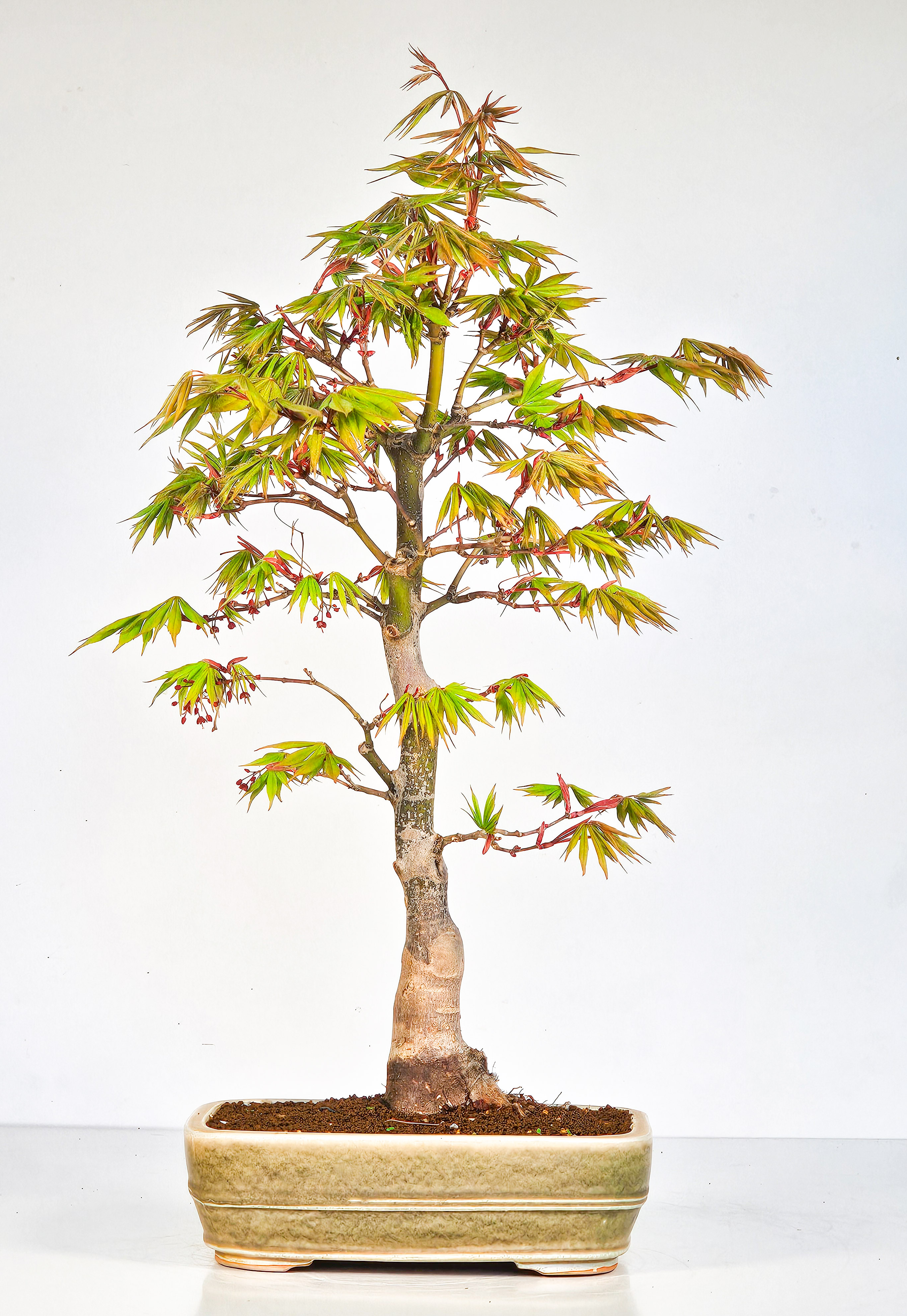 Bonsai Fächerahorn - Acer palmatum Osakazuki 48cm