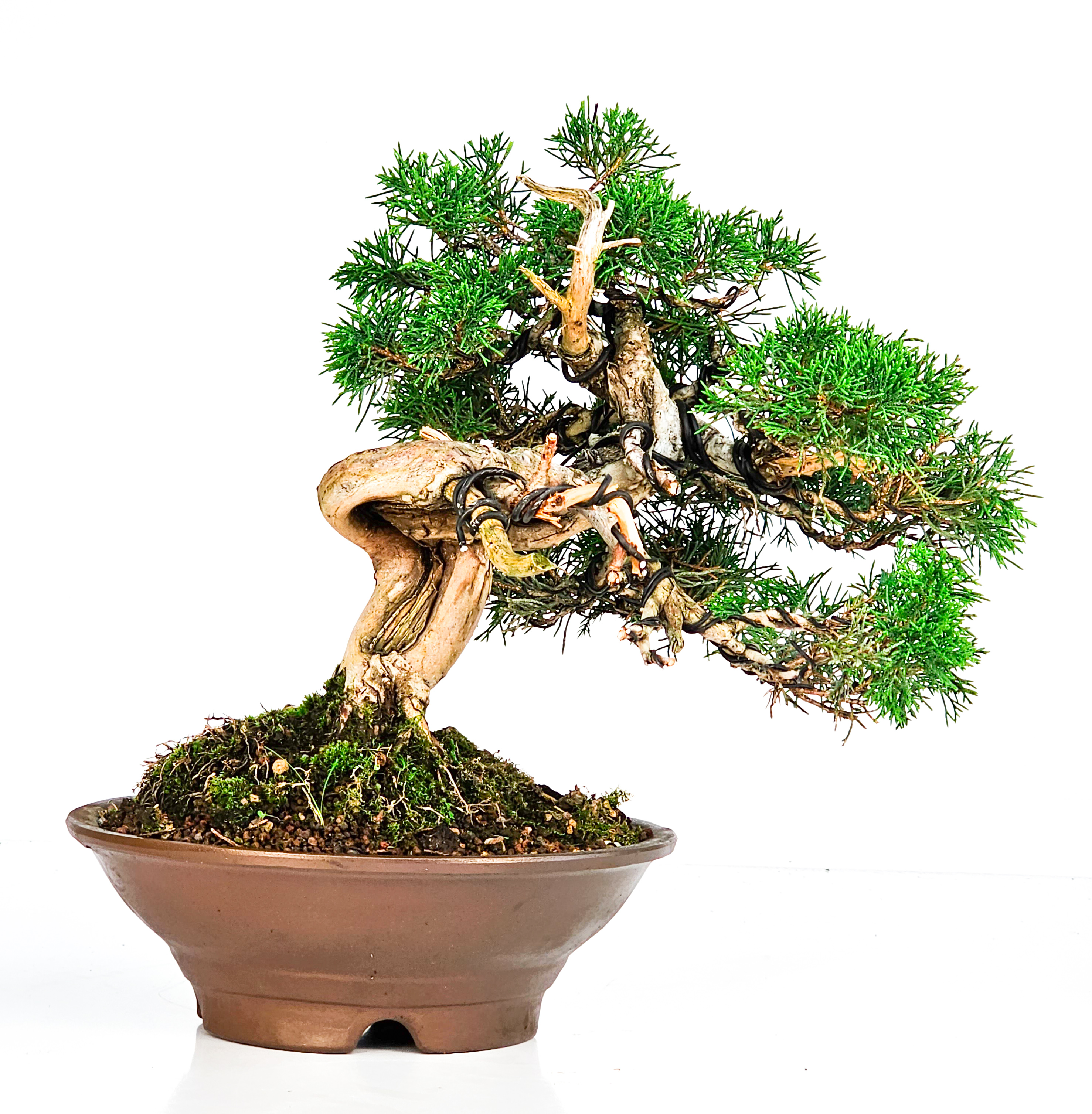 Bonsai Wacholder Juniperus chinensis 23cm