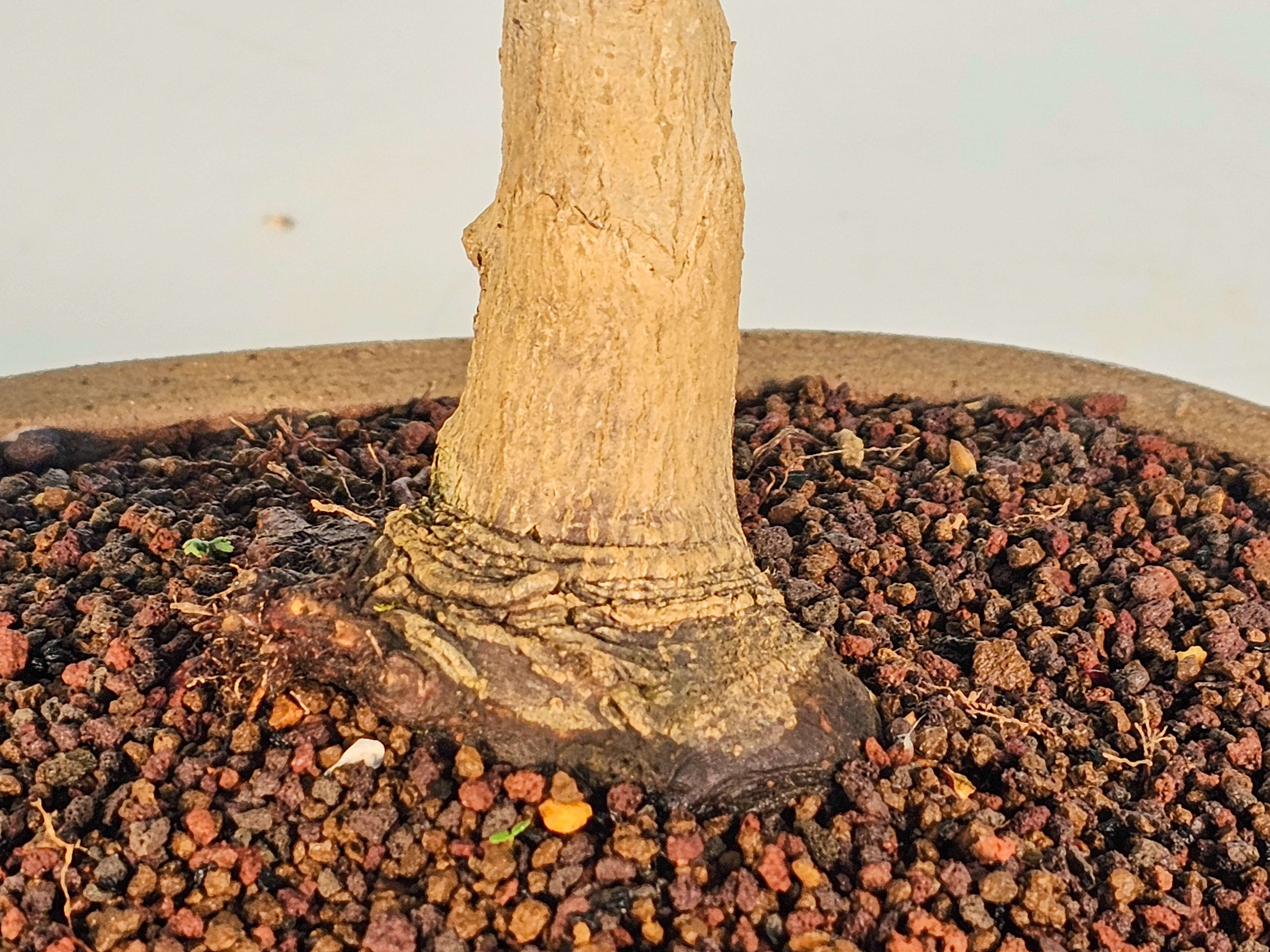 Bonsai Fächerahorn - Acer palmatum yugure 45cm