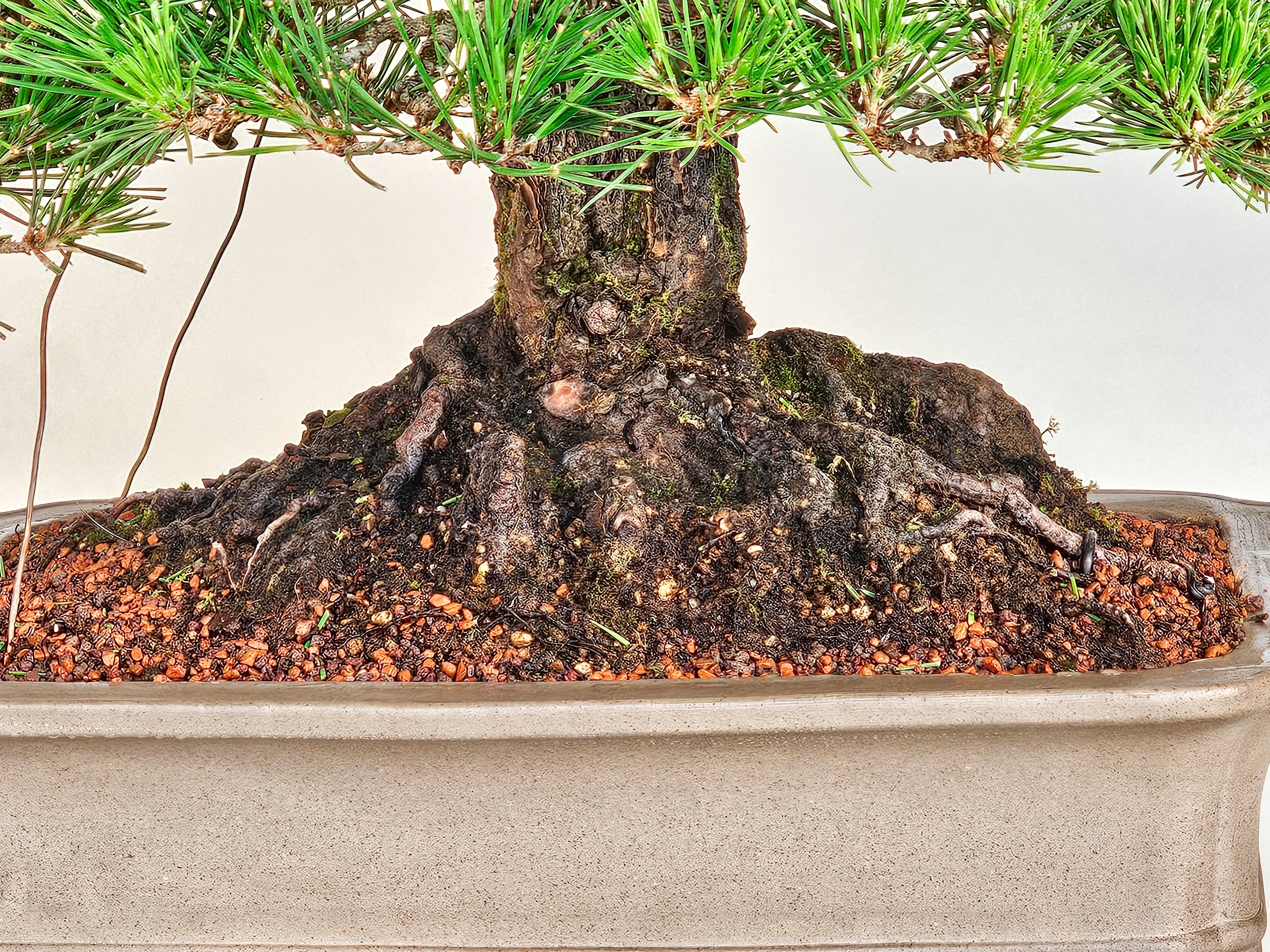 Bonsai Pinus densiflora Japanische Rotkiefer Rarität 58cm Video!
