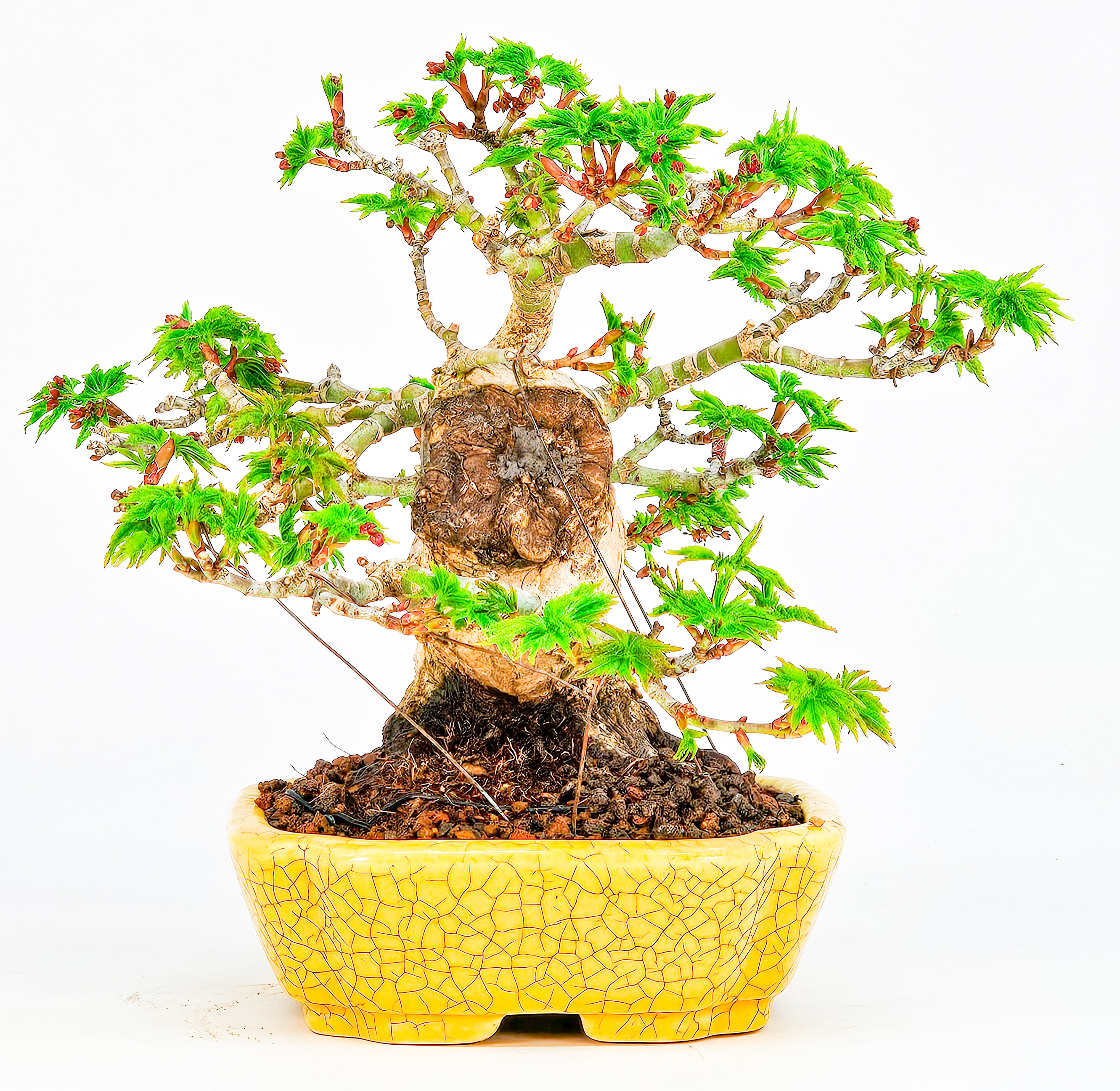 Bonsai Löwenkopfahorn- Acer palmatum Shishigashira Shohin 12cm