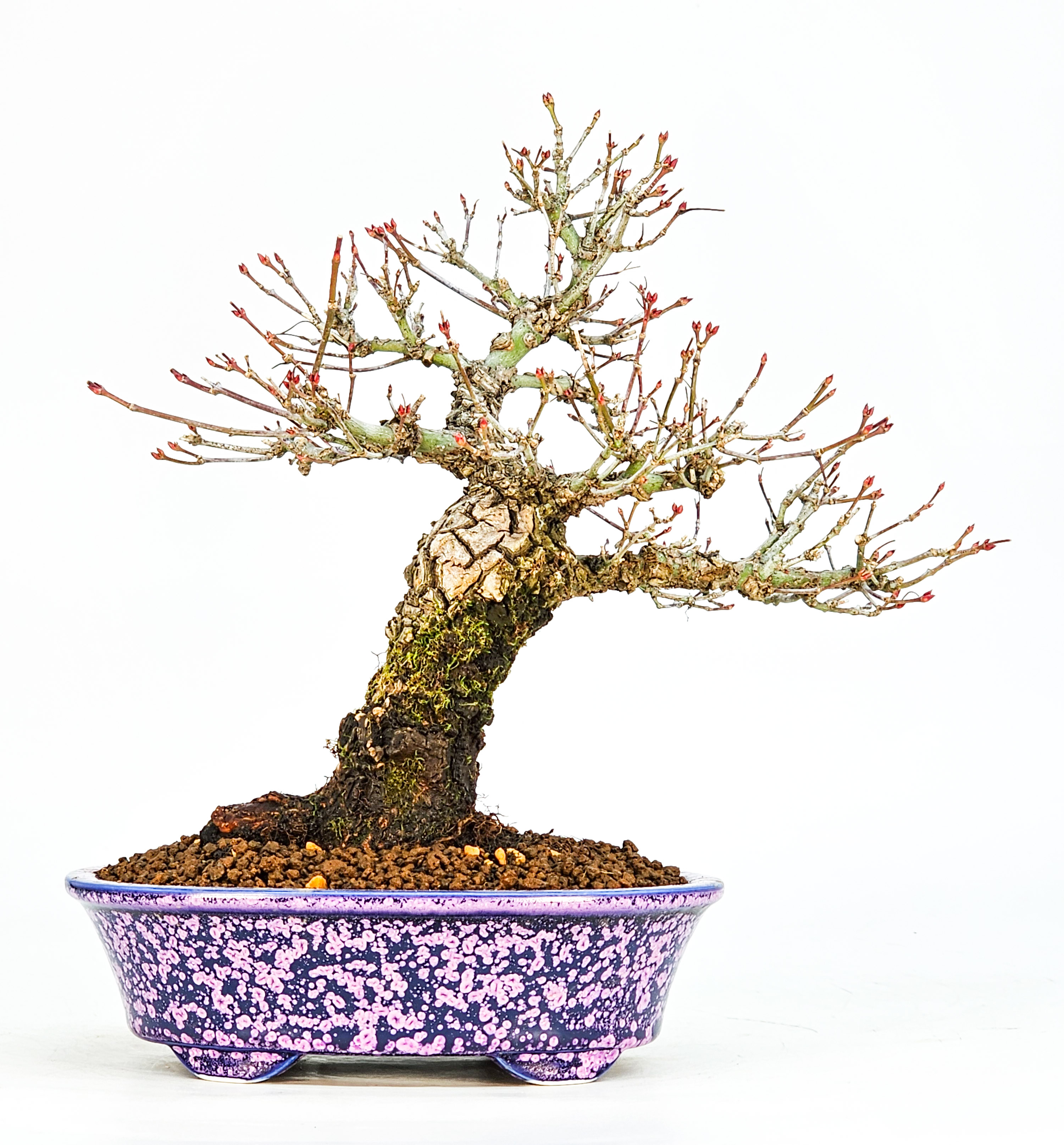 Bonsai Fächerahorn - Acer palmatum Arakawa Shohin 21cm