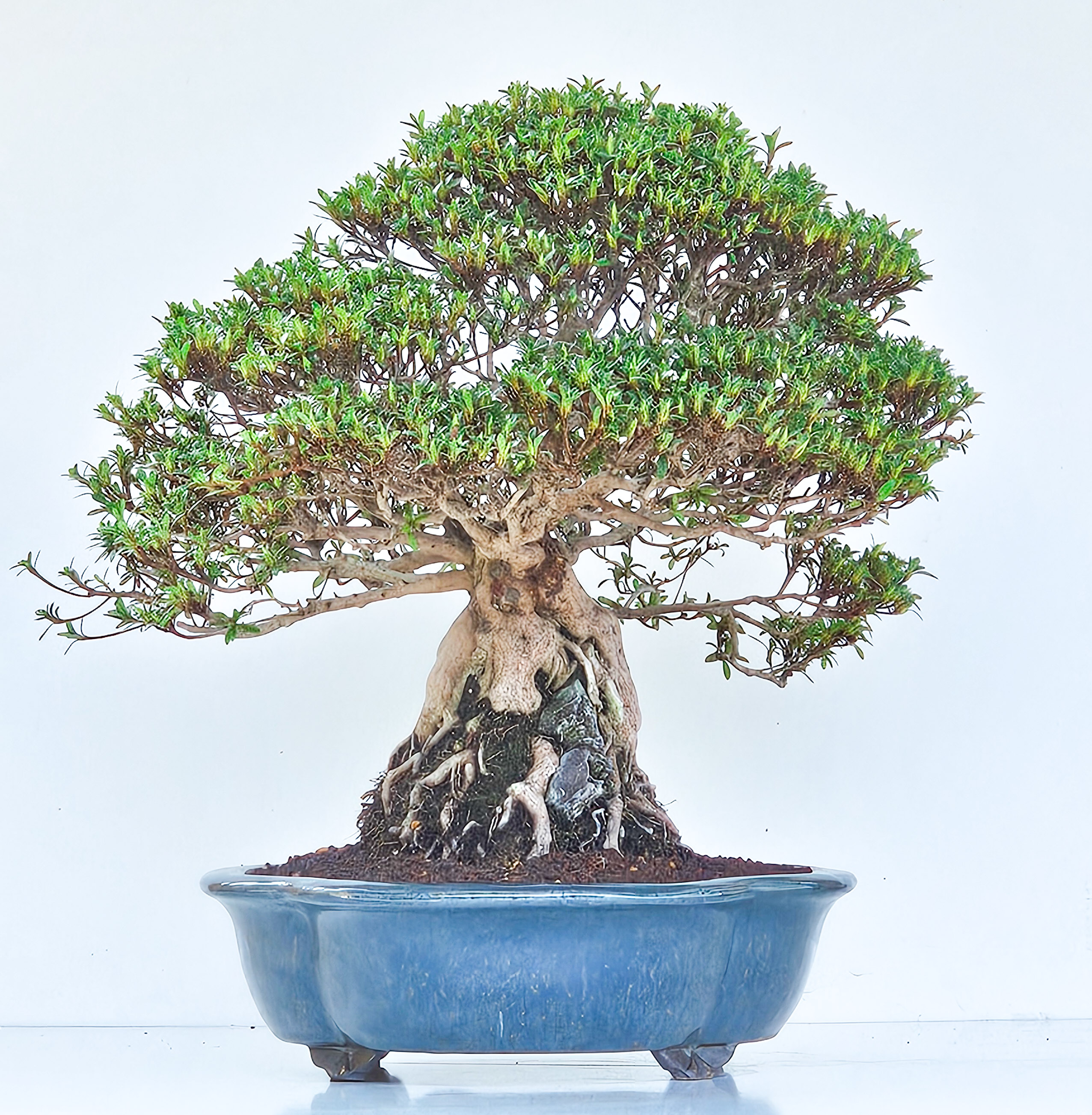 Bonsai Azalee Rhododendron indicum Ishizuki - Kozan - 39cm Video!!