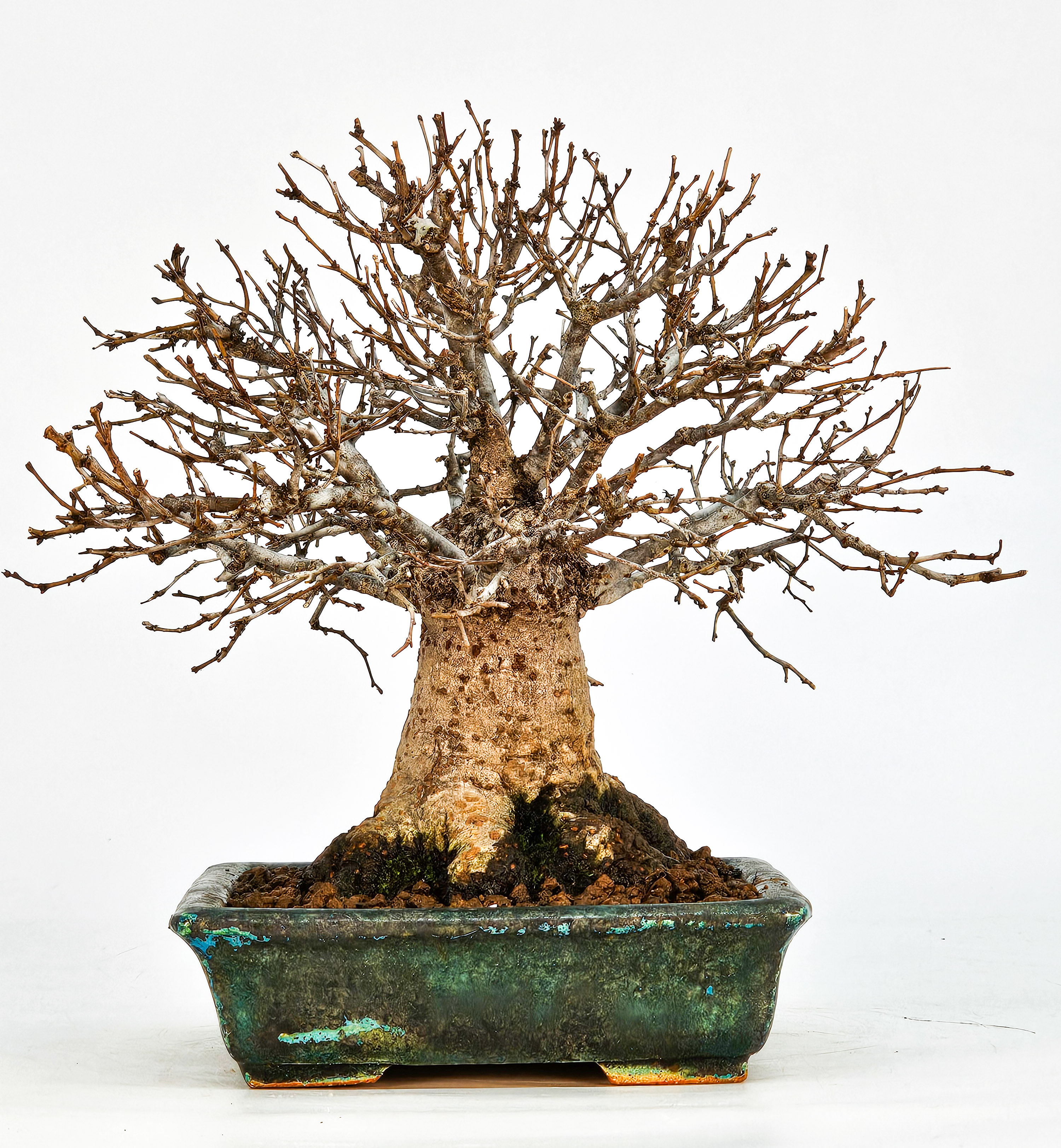 Bonsai Zelkova serrata Shohin 17cm - Video!!
