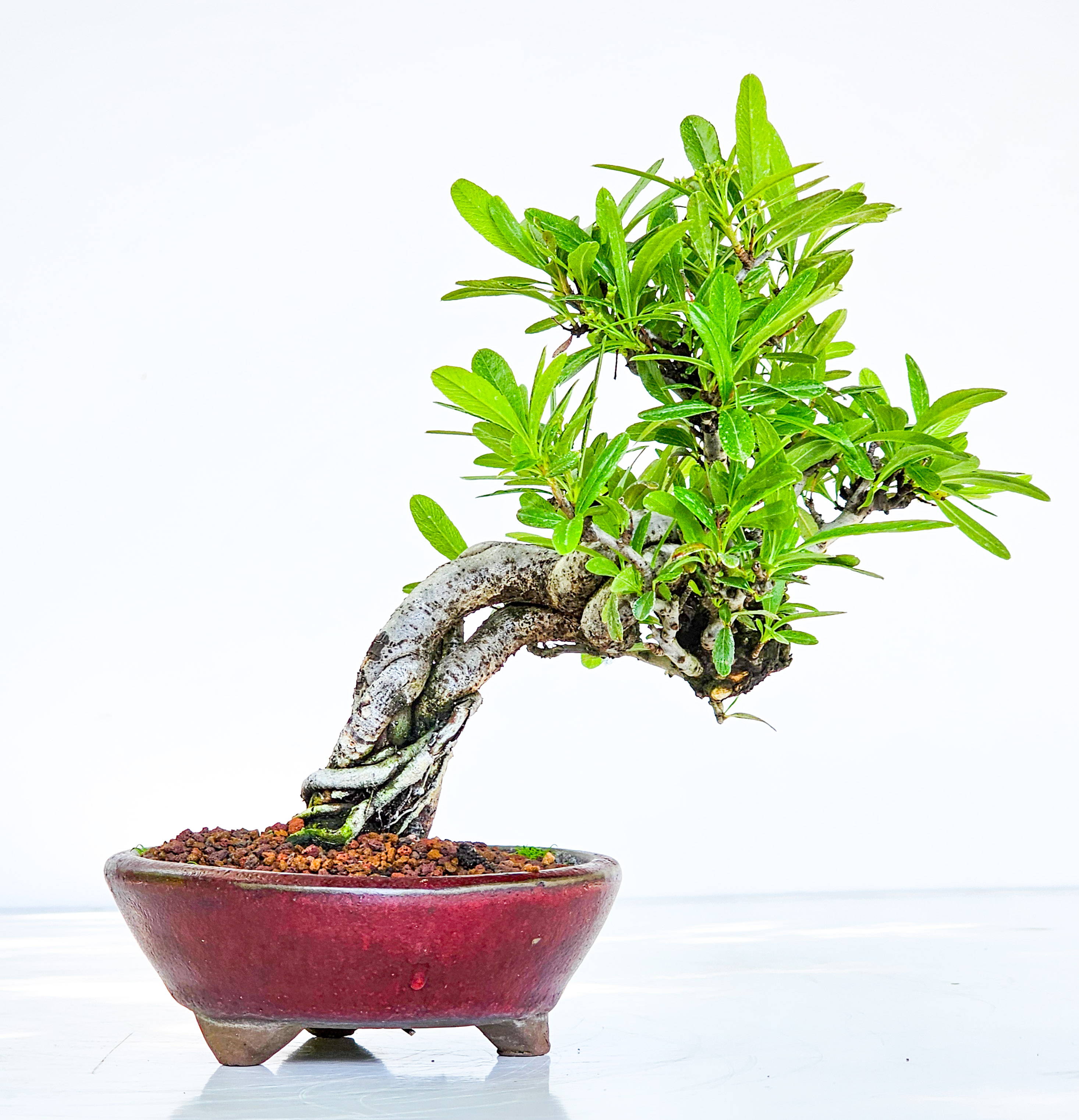 Bonsai Pyracantha - Feuerdorn Shohin 17cm