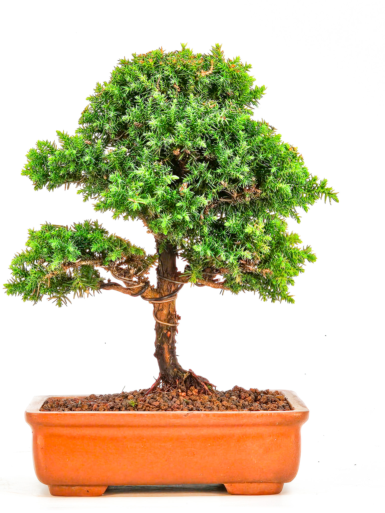 Bonsai Sicheltanne Cryptomeria Japonica Shohin 18cm