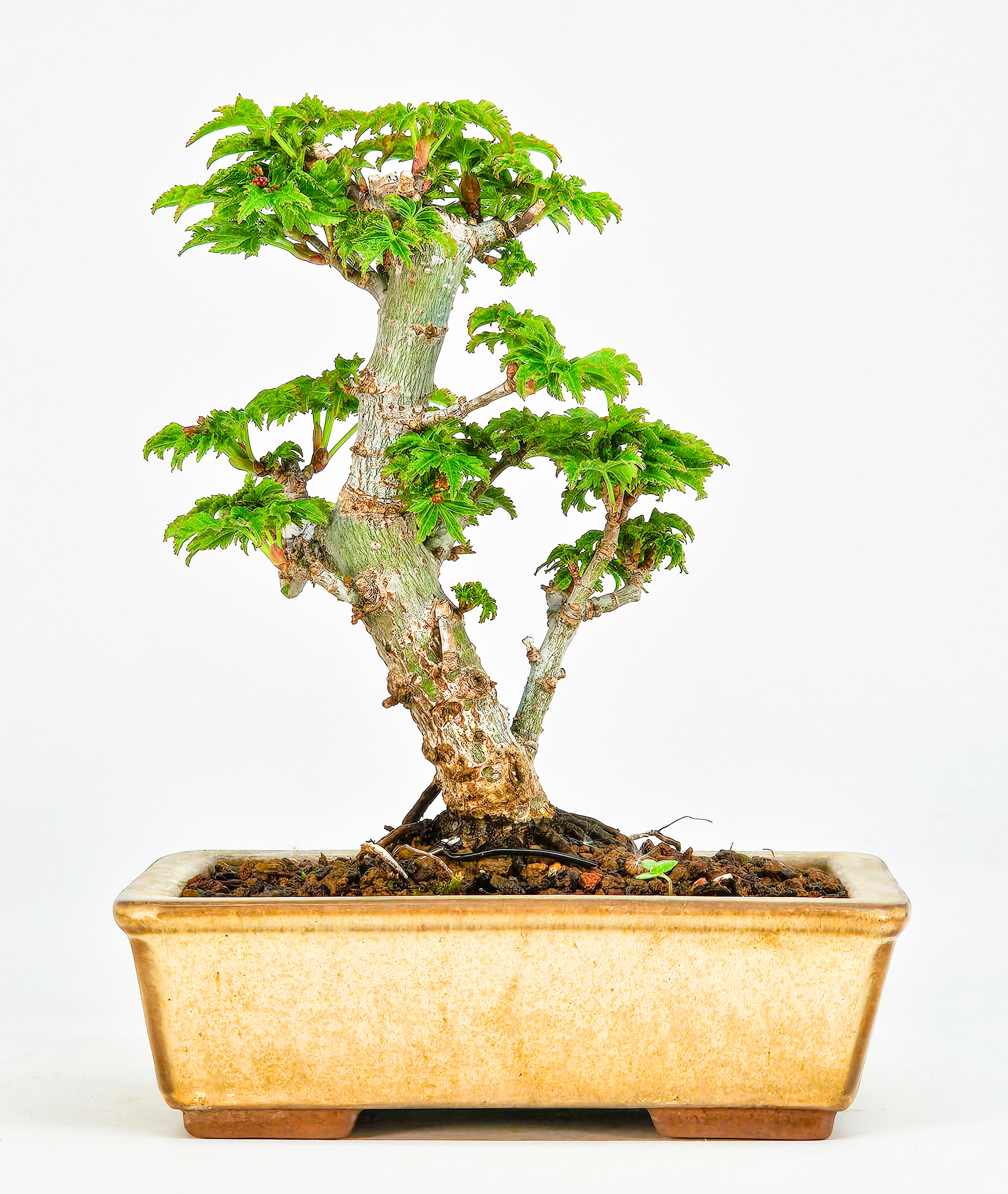 Bonsai Löwenkopfahorn- Acer palmatum Shishigashira Shohin 11cm