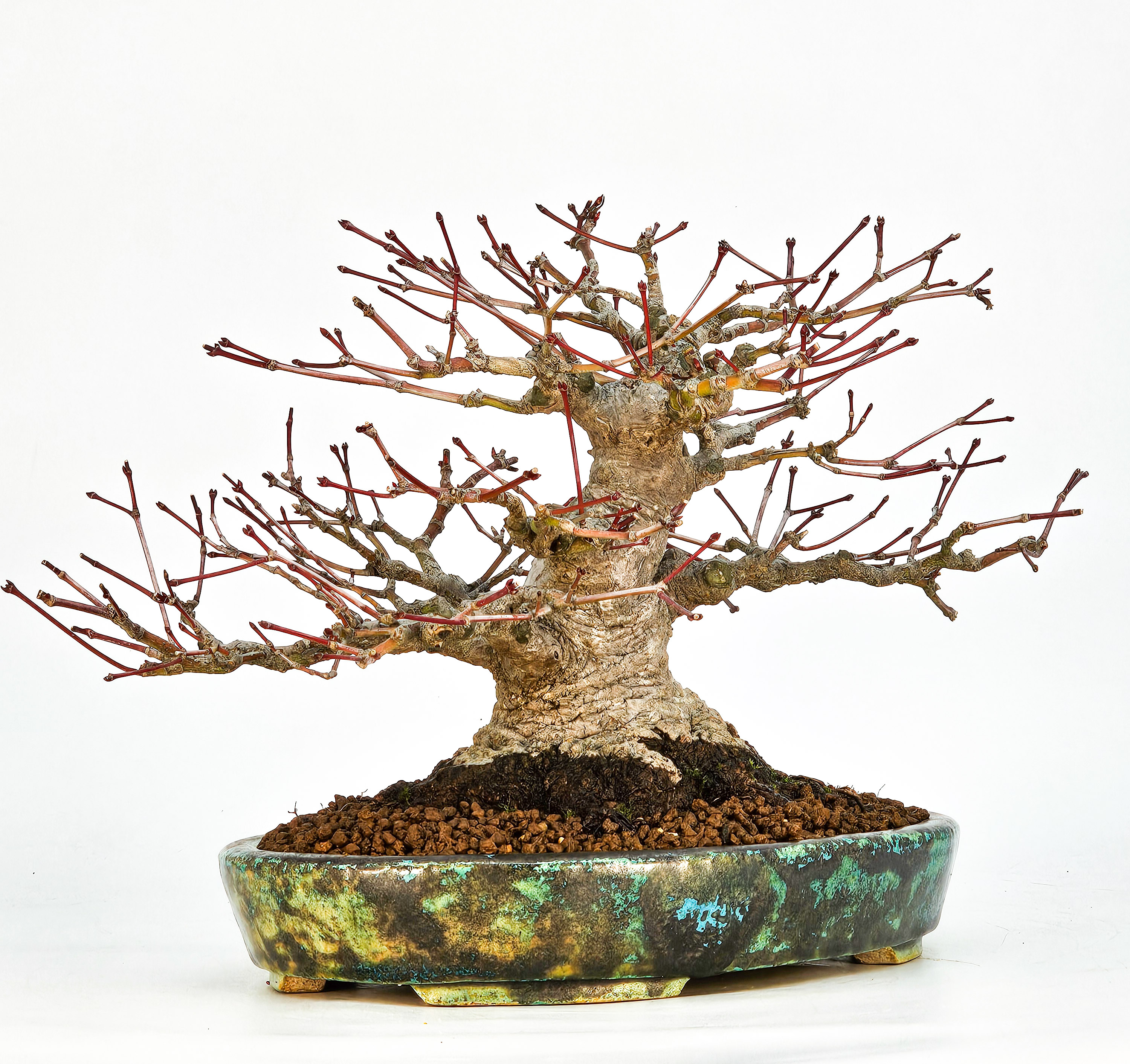 Bonsai Fächerahorn - Acer palmatum Shohin 18cm Video!!