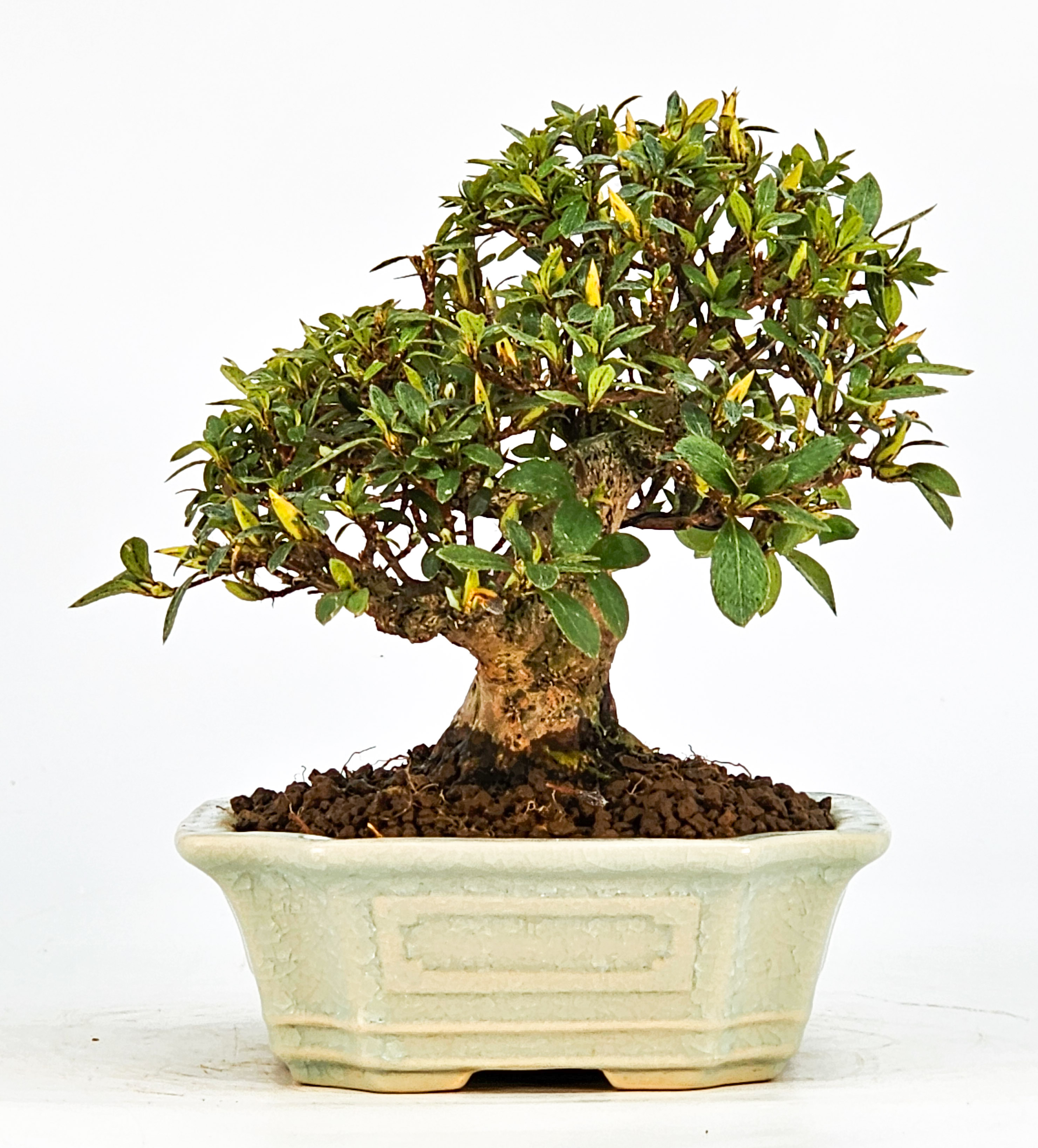 Bonsai Azalee Rhododendron indicum - Satino kirameki - Shohin 13cm