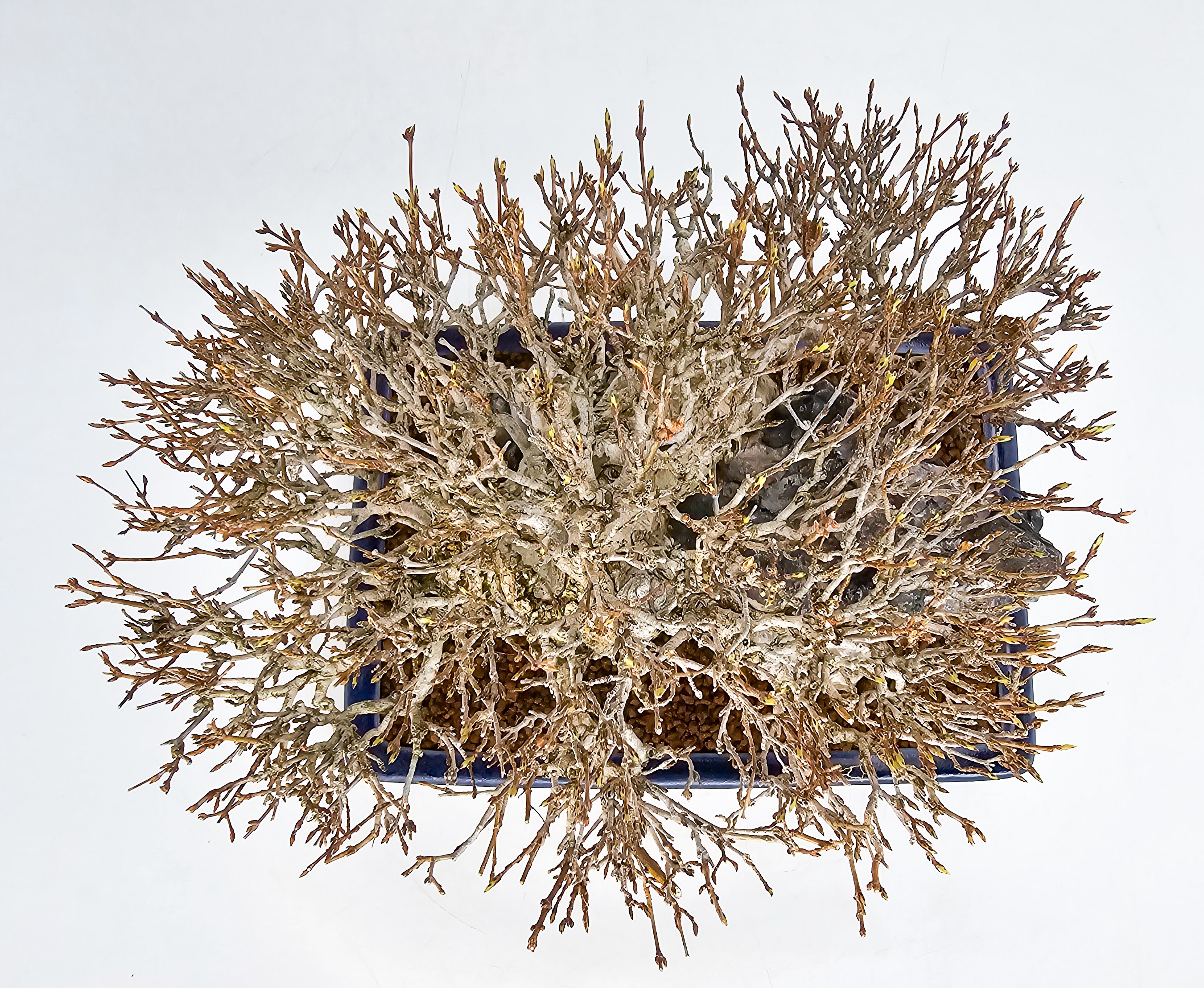 Bonsai Dreispitzahorn - Acer buergerianum Ishizuki 25cm Video!!