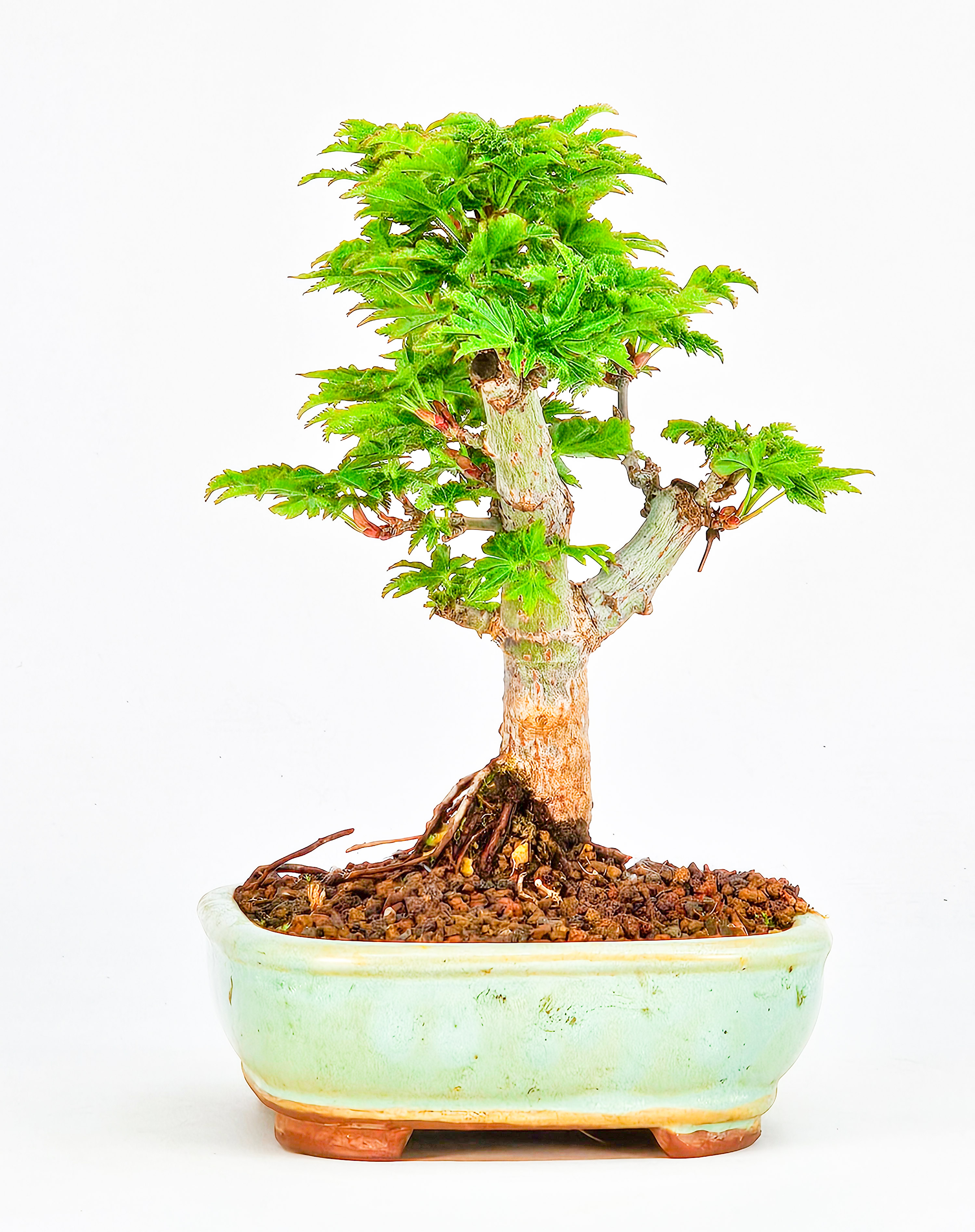 Bonsai Löwenkopfahorn- Acer palmatum Shishigashira Shohin 11cm