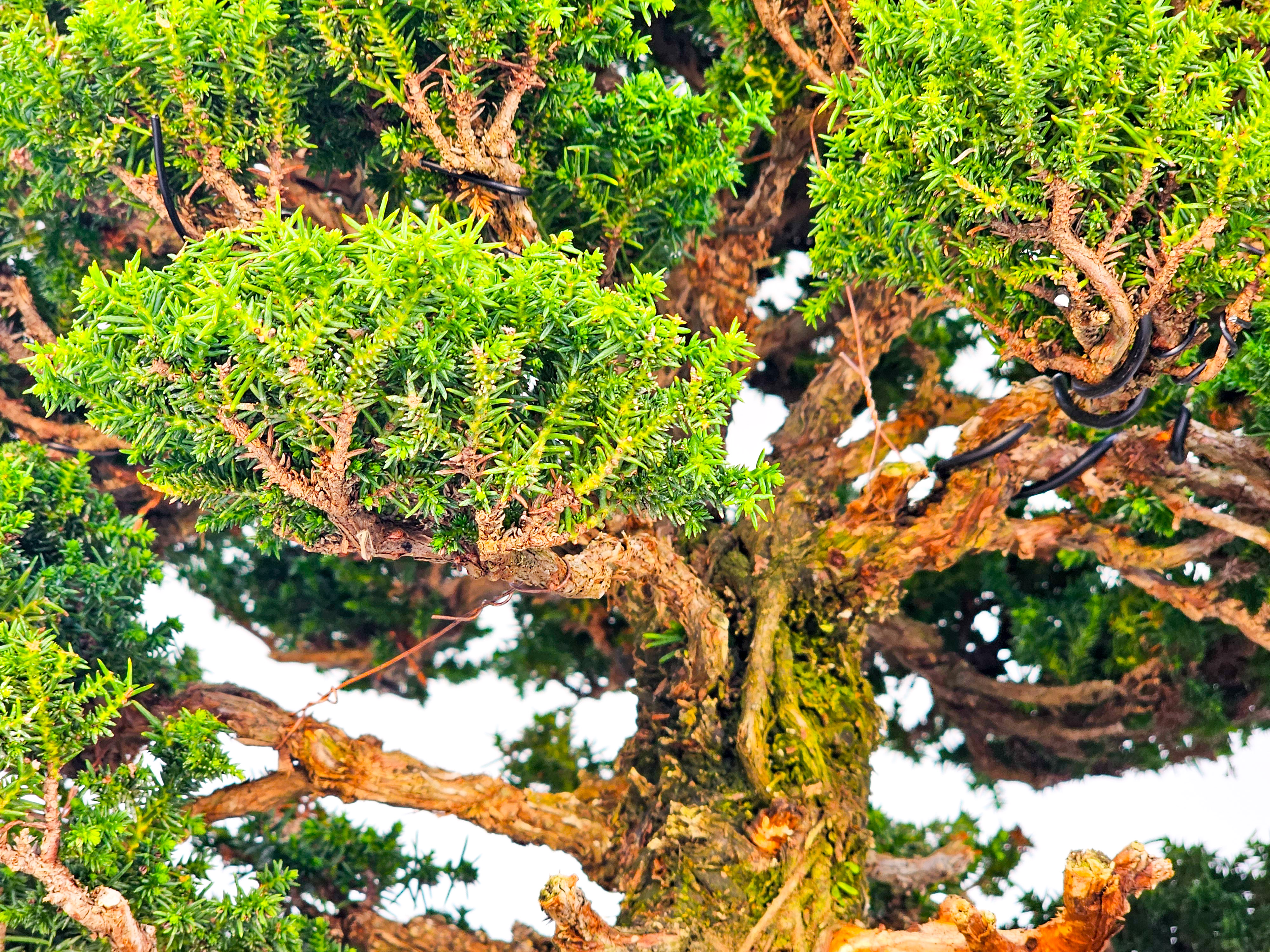 Bonsai Sicheltanne Cryptomeria Japonica 33cm