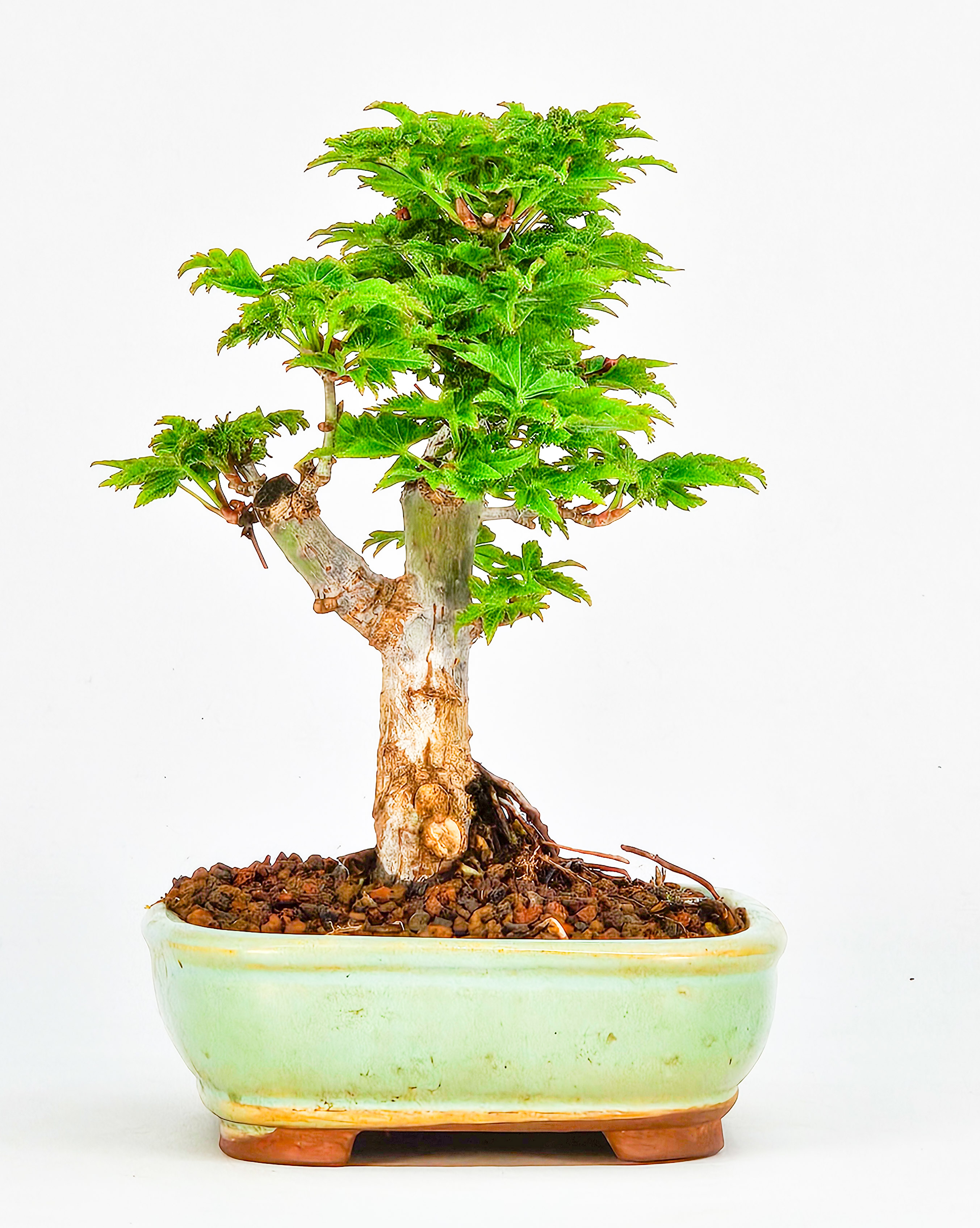 Bonsai Löwenkopfahorn- Acer palmatum Shishigashira Shohin 11cm