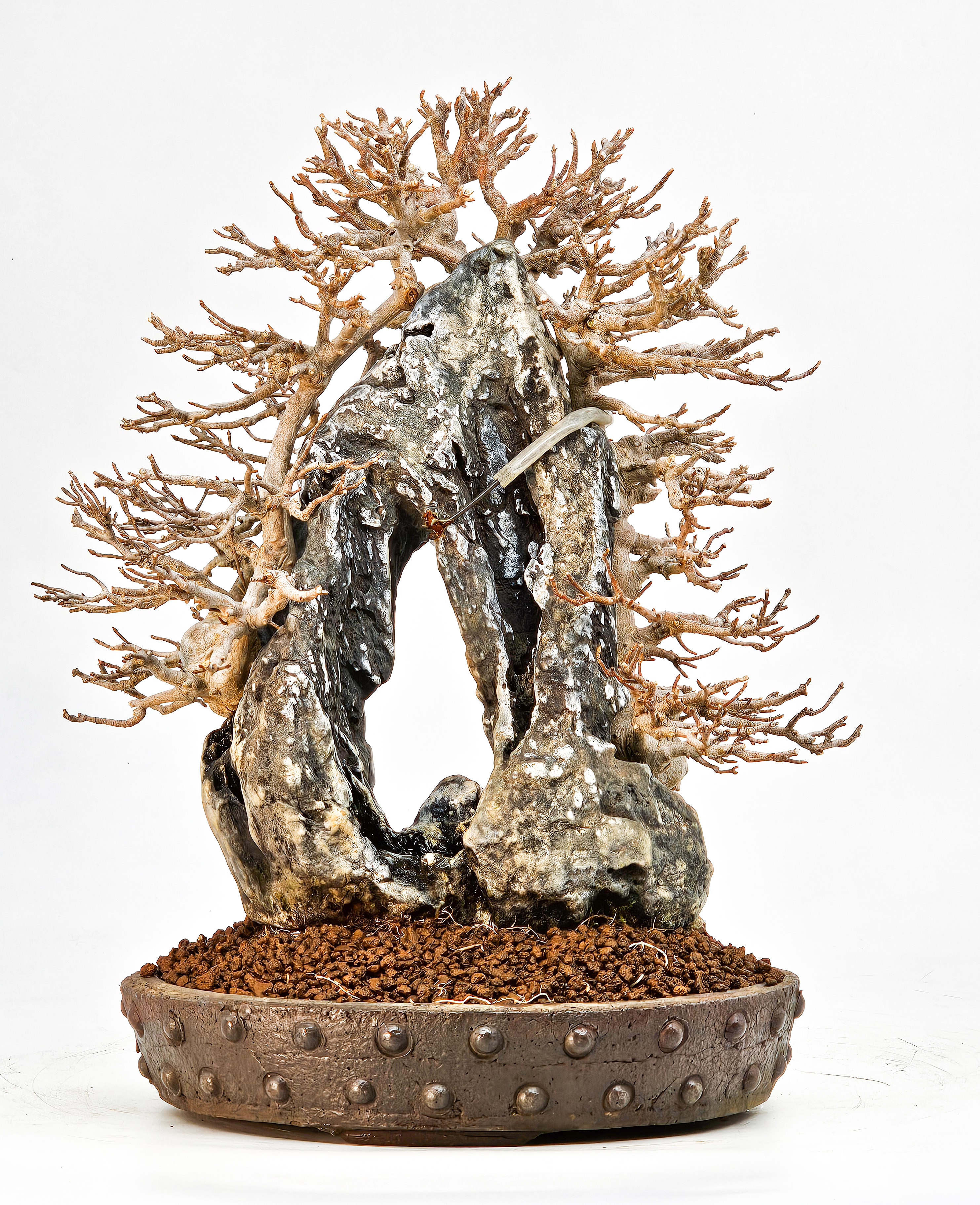 Bonsai Dreispitzahorn - Acer buergerianum Ishizuki 26,5cm - Video!!