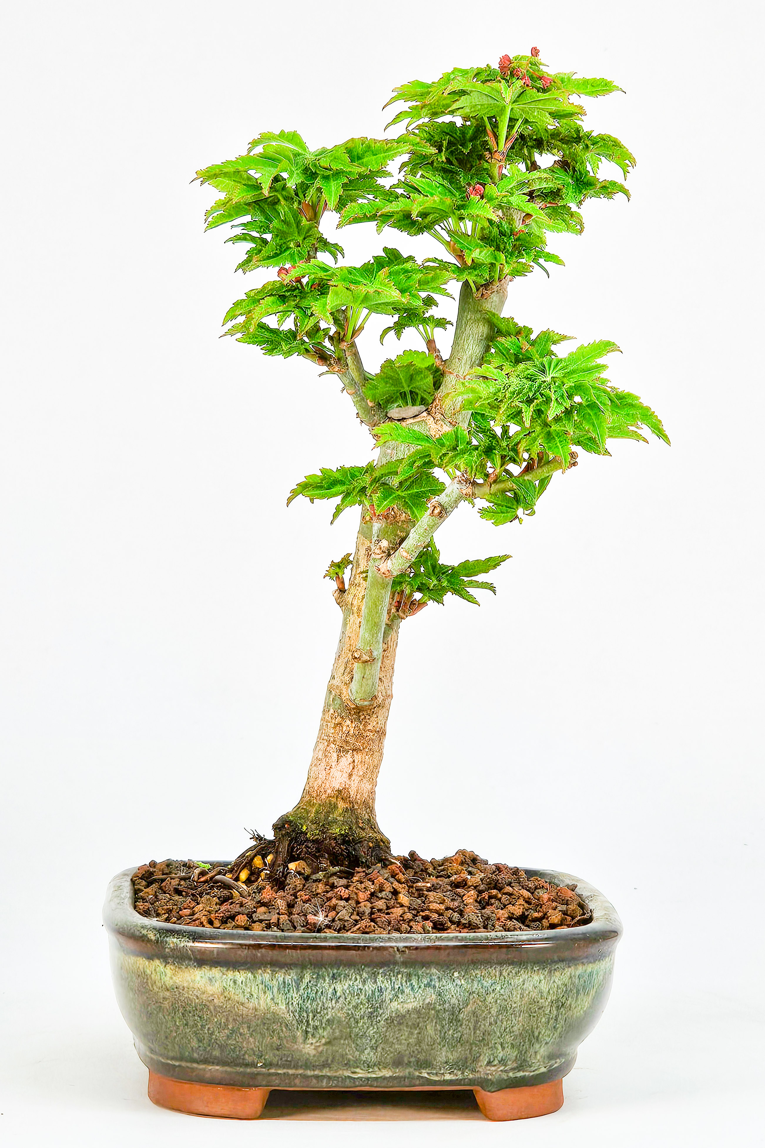 Bonsai Löwenkopfahorn- Acer palmatum Shishigashira Shohin 15cm