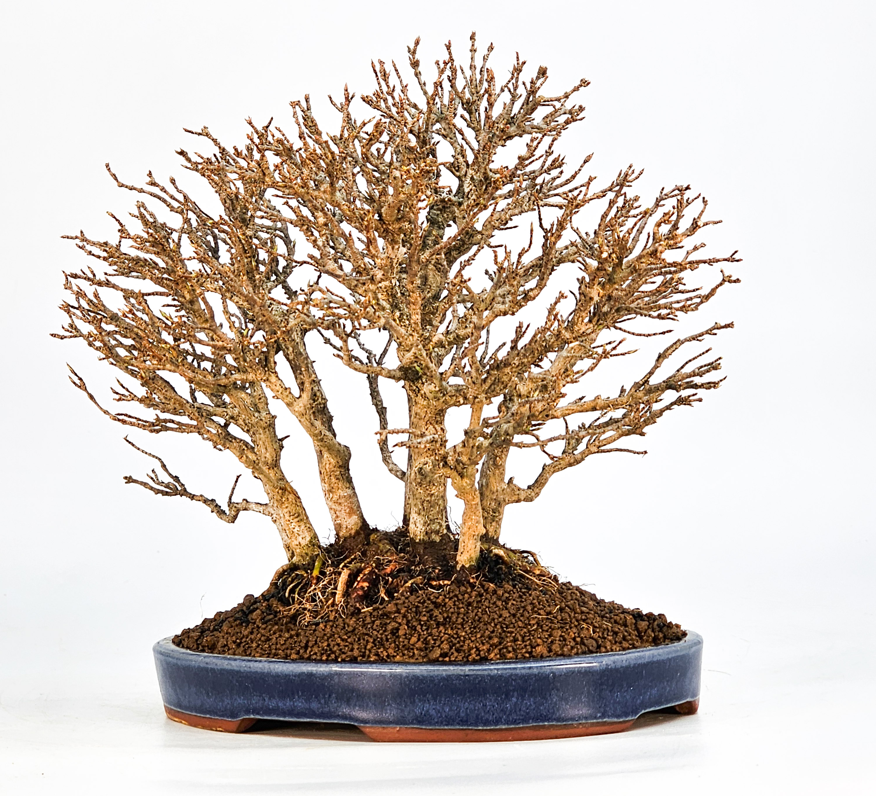 Bonsai Dreispitzahorn - Acer buergerianum Wald  Yose-ue 20cm Video!!