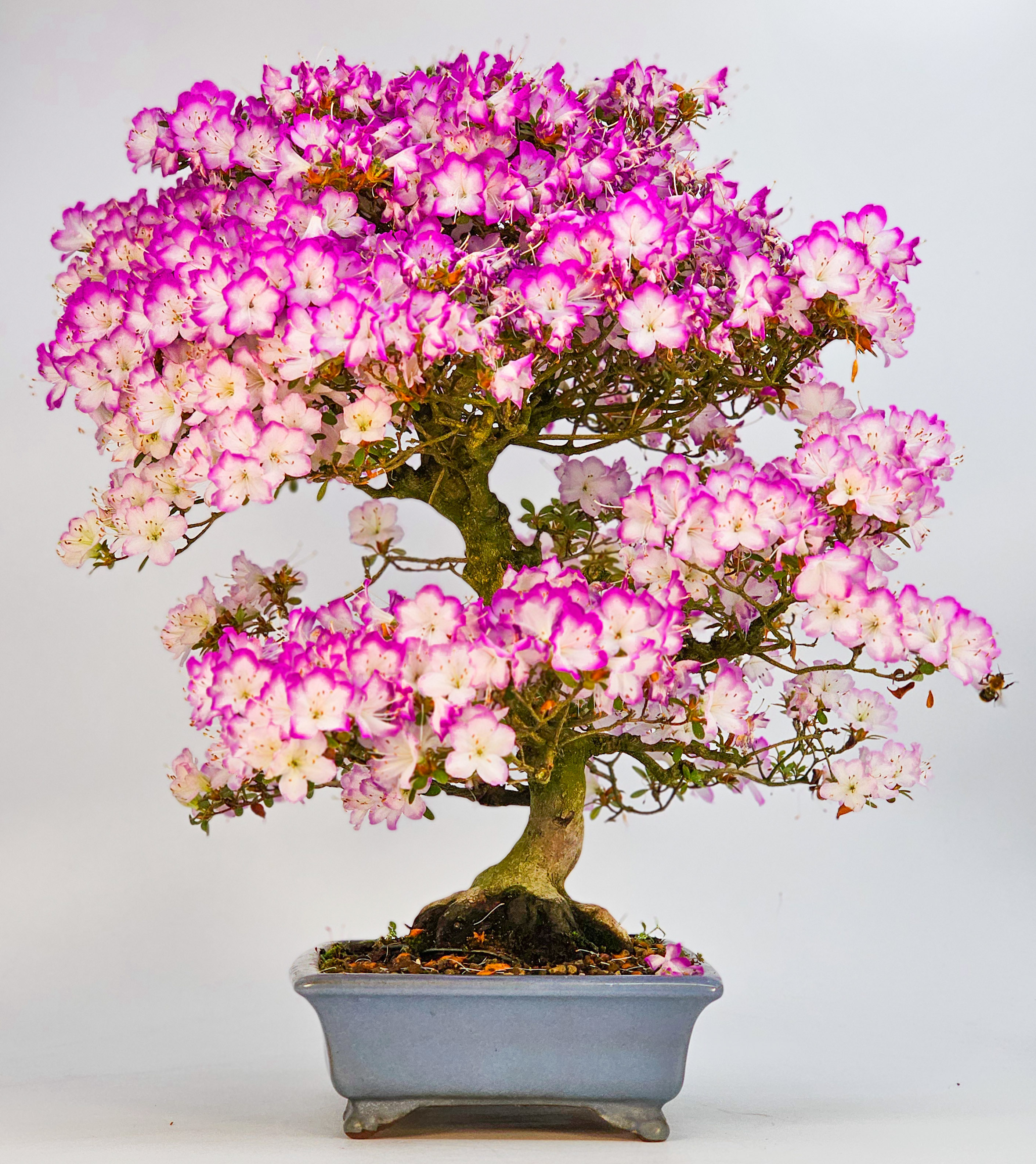 Bonsai Azalee Rhododendron indicum -Miyamamangetsu- 47cm