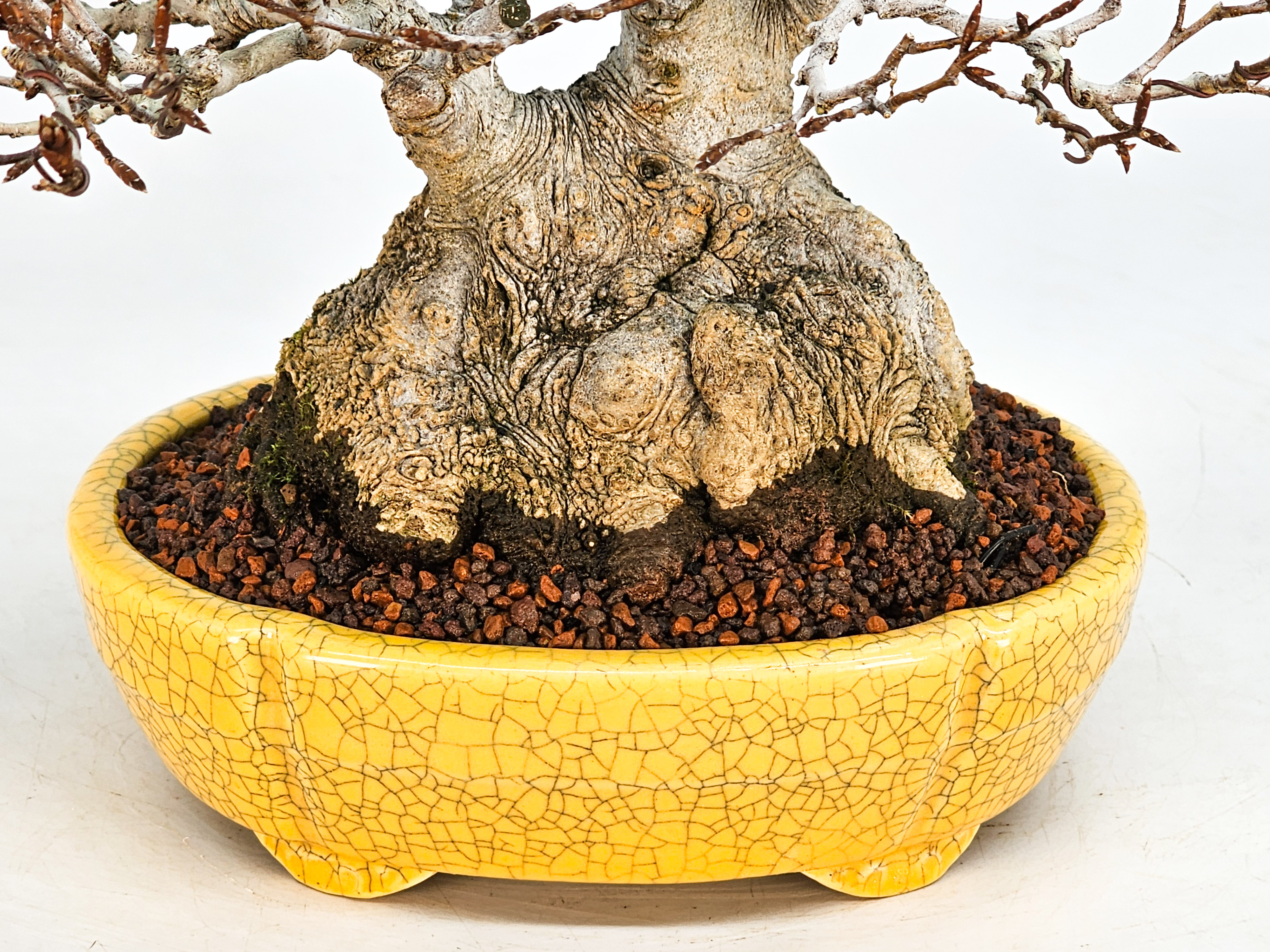 Bonsai Premium Kerbbuche Fagus Crenata 17,5 cm Video!!