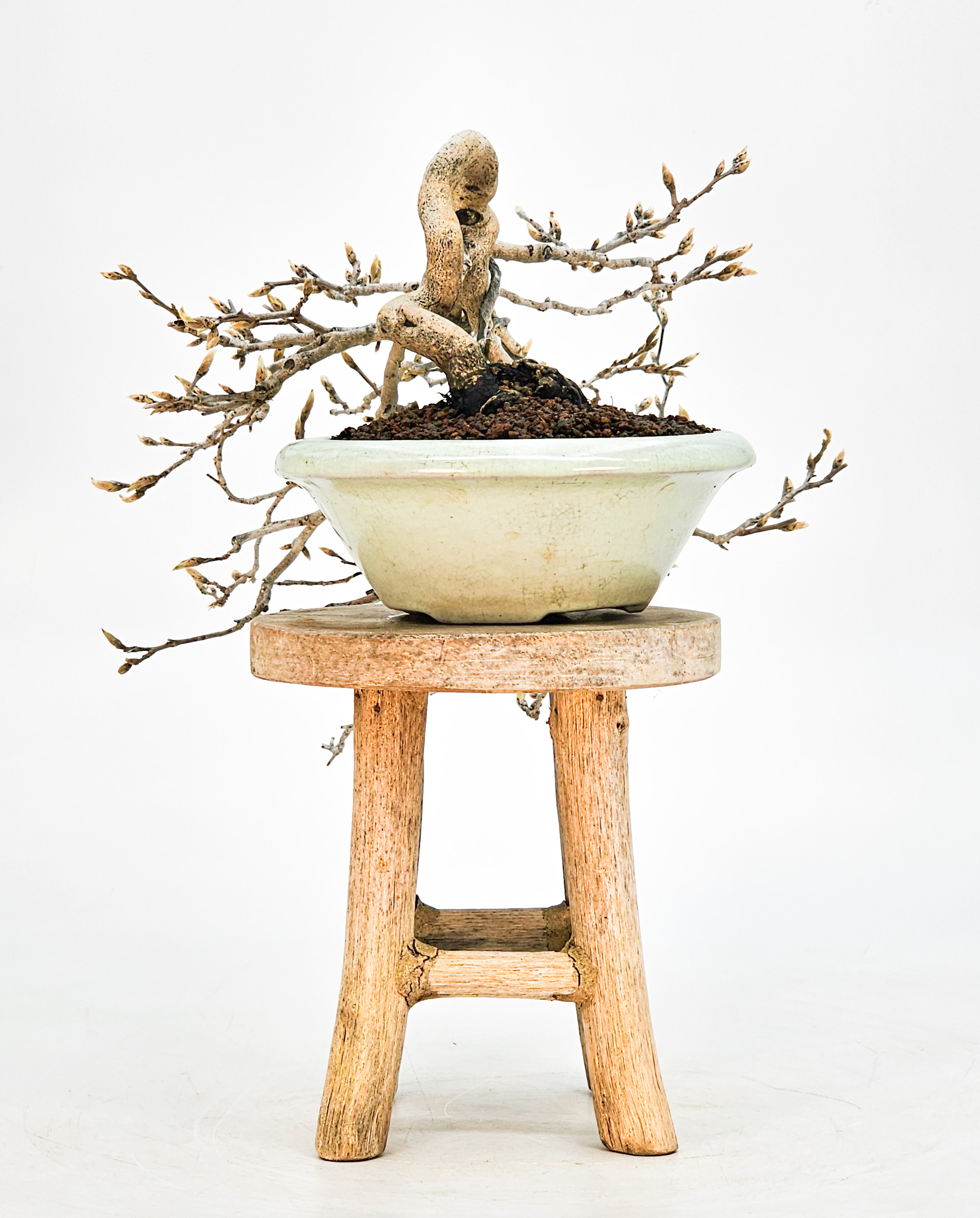 Bonsai Diospyros kaki Kakipflaume  Shohin 20cm