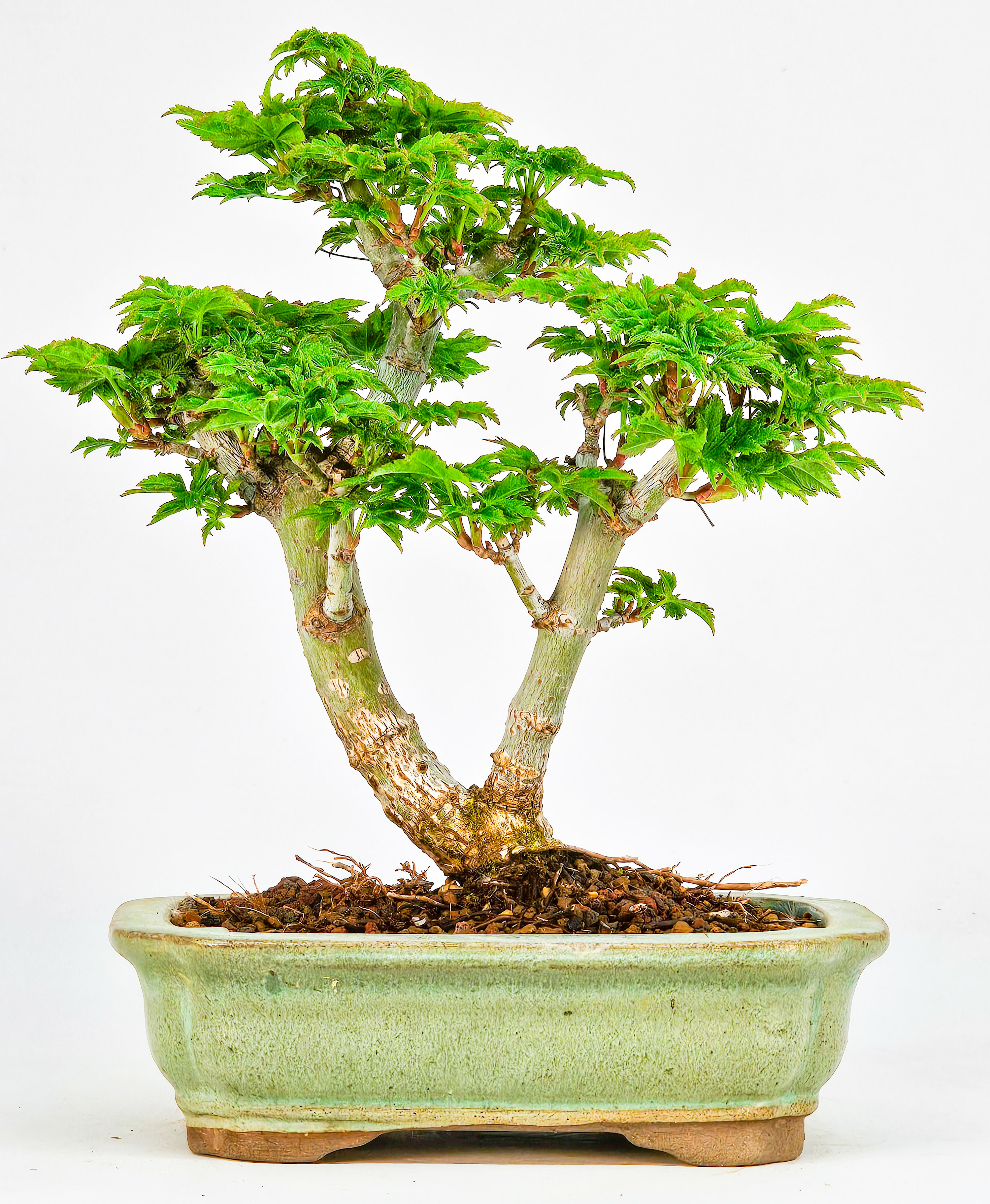 Bonsai Löwenkopfahorn- Acer palmatum Shishigashira Shohin 16cm
