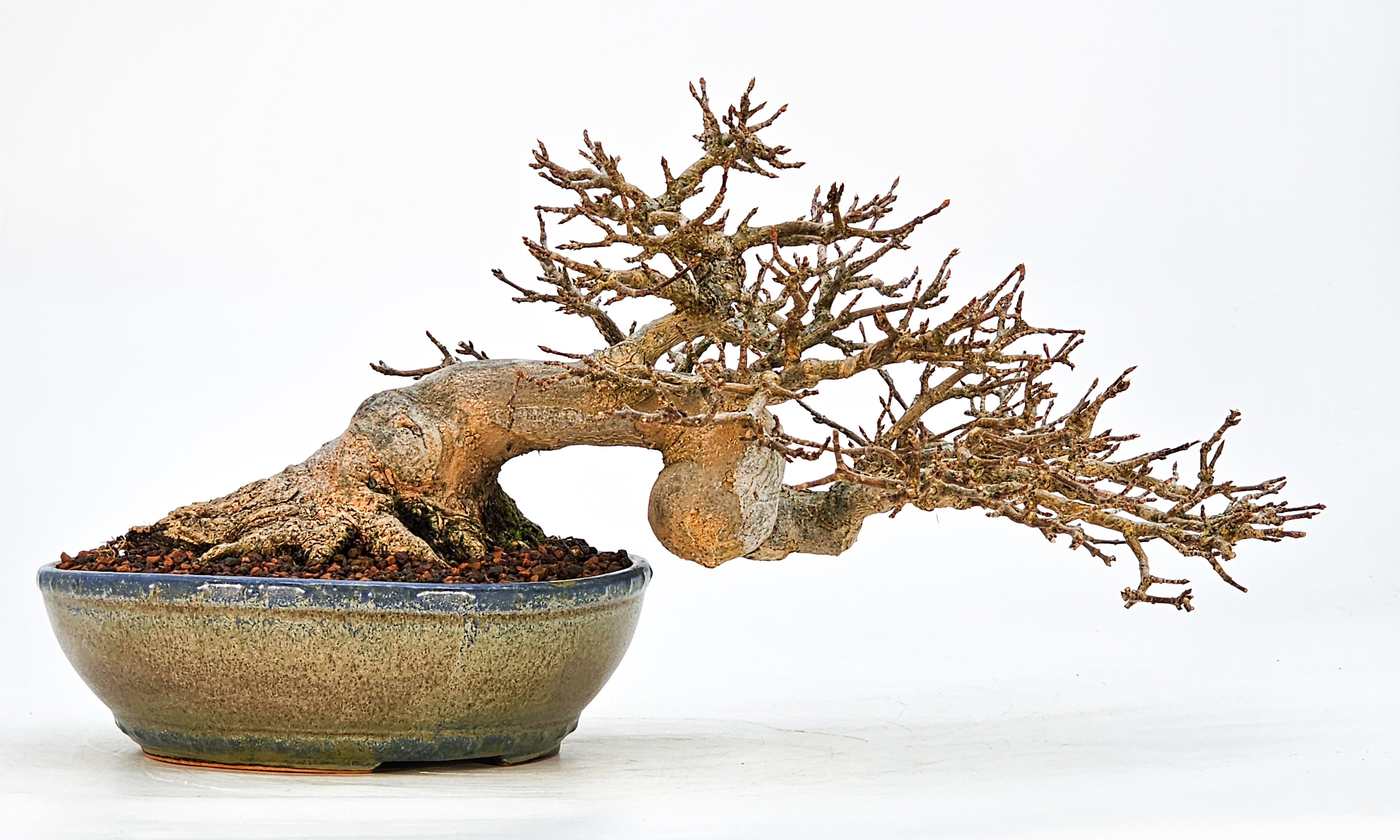 Bonsai Dreispitzahorn - Acer buergerianum 14cm