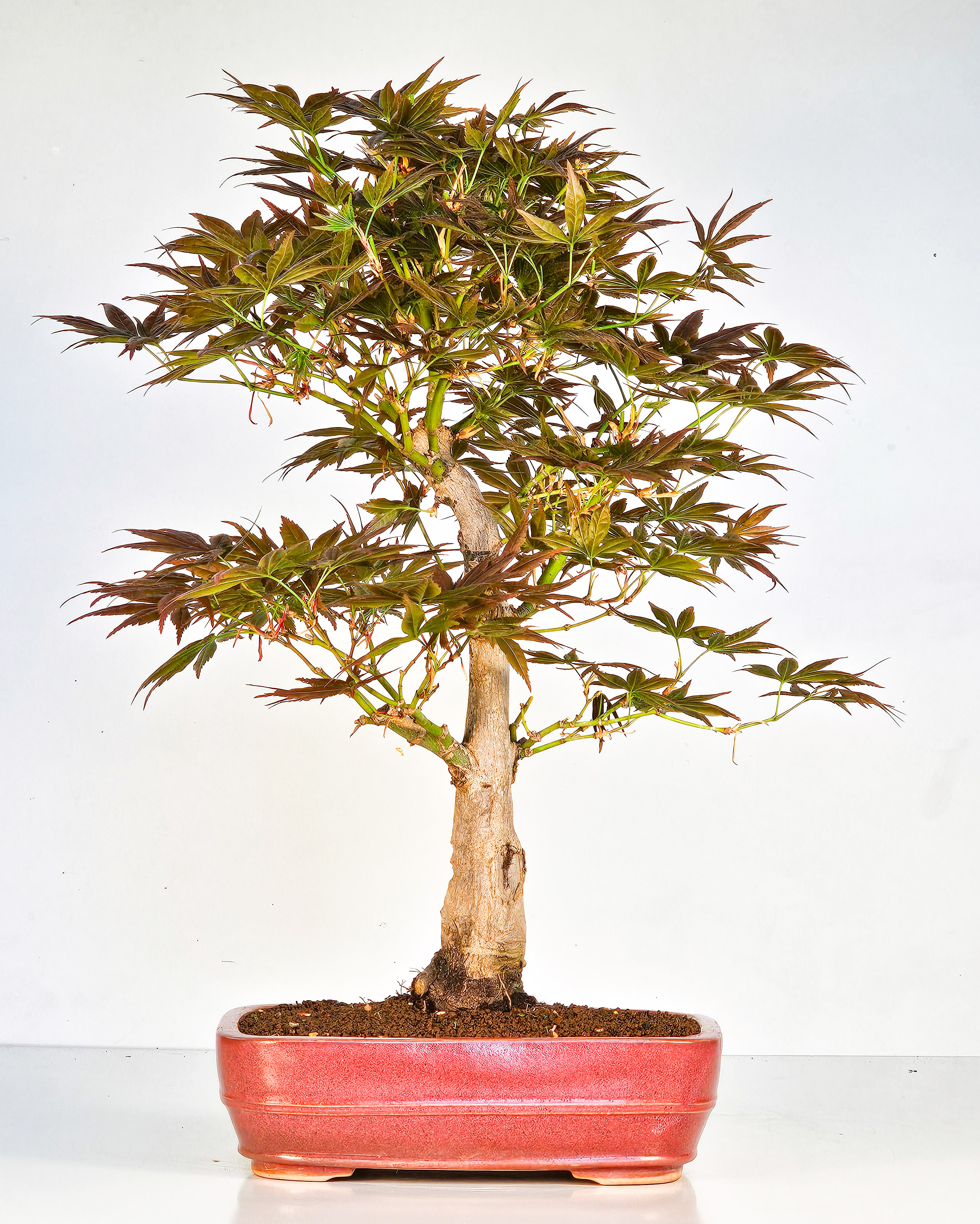 Bonsai Fächerahorn - Acer palmatum yugure 45cm