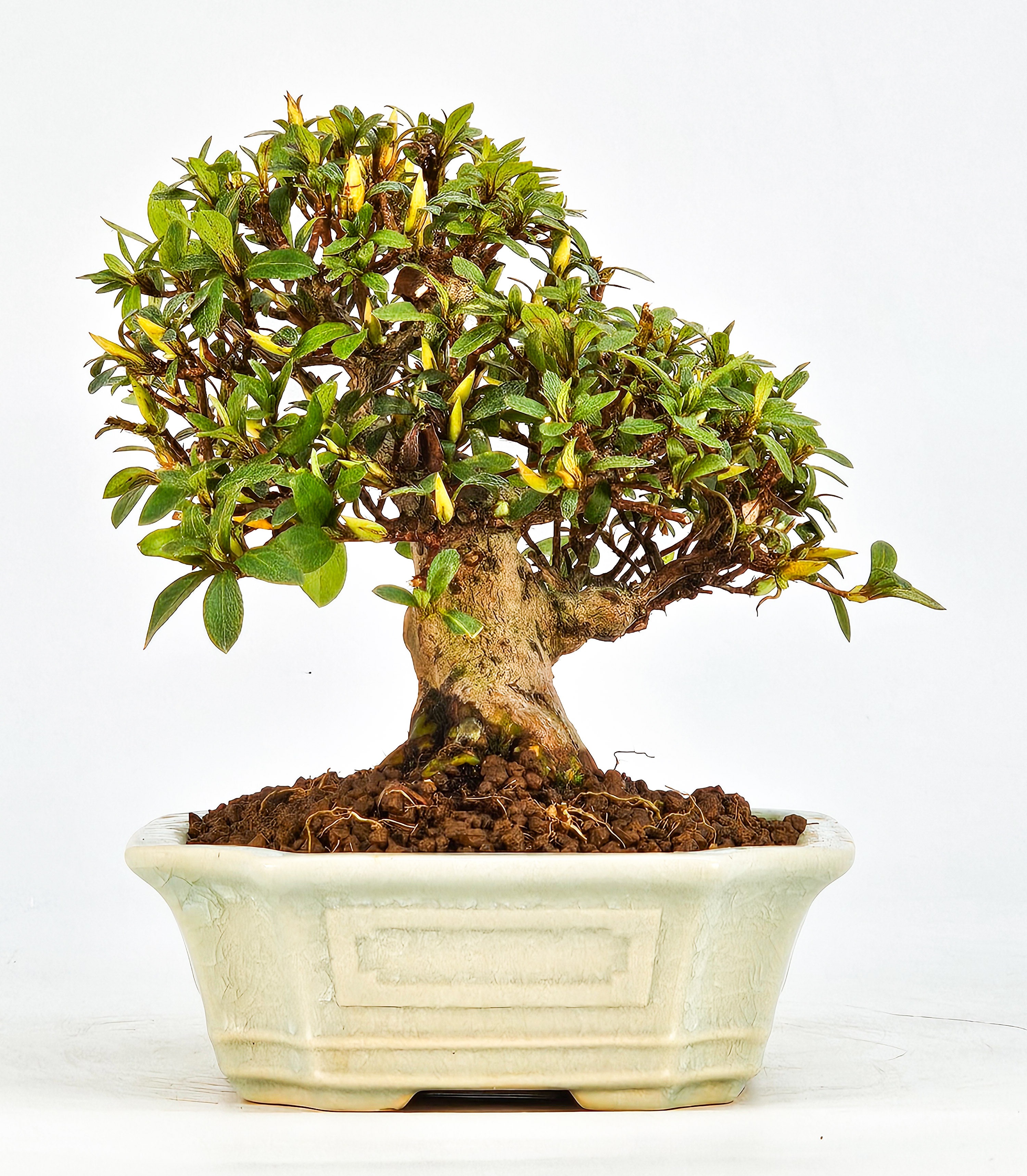 Bonsai Azalee Rhododendron indicum - Satino kirameki - Shohin 13cm