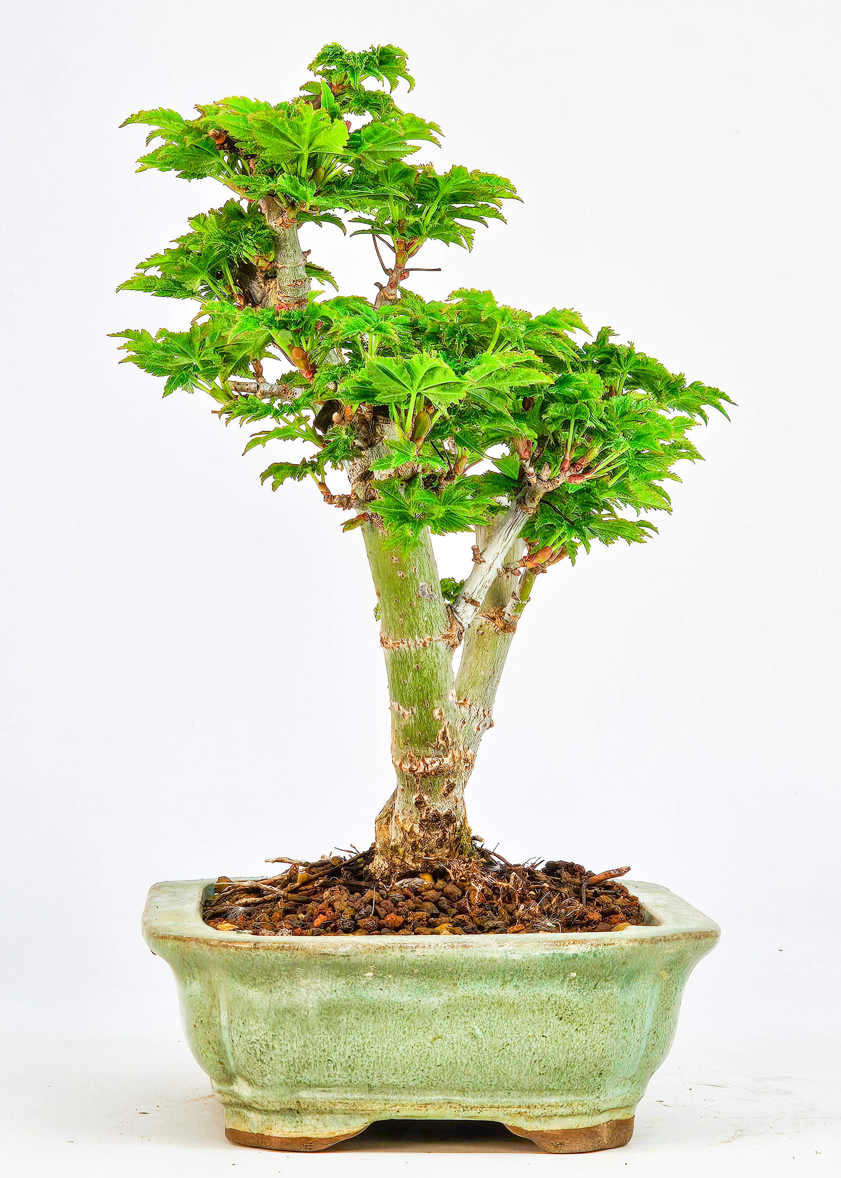 Bonsai Löwenkopfahorn- Acer palmatum Shishigashira Shohin 16cm