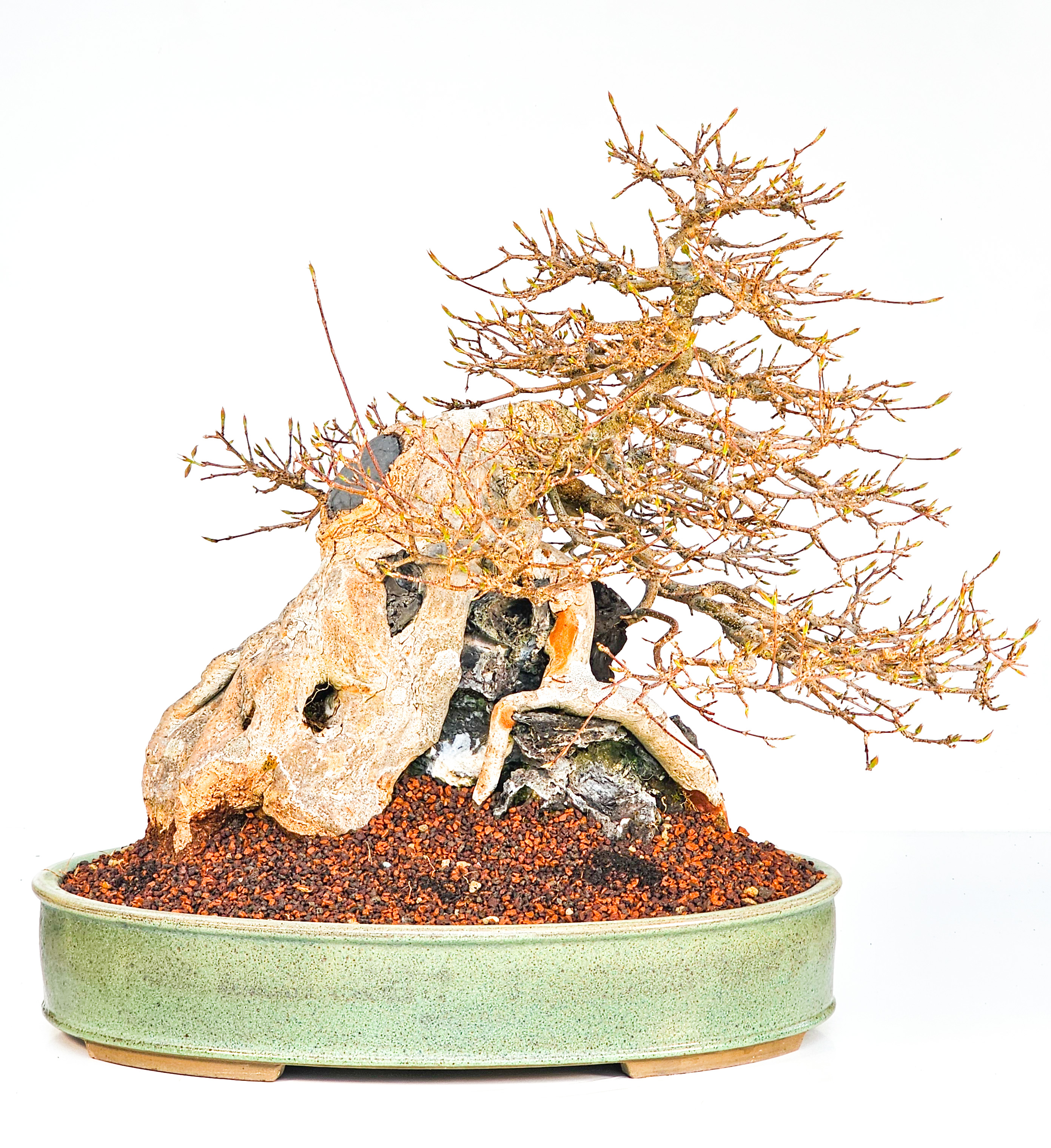 Bonsai Dreispitzahorn  - Acer buergerianum Ishizuki 37cm