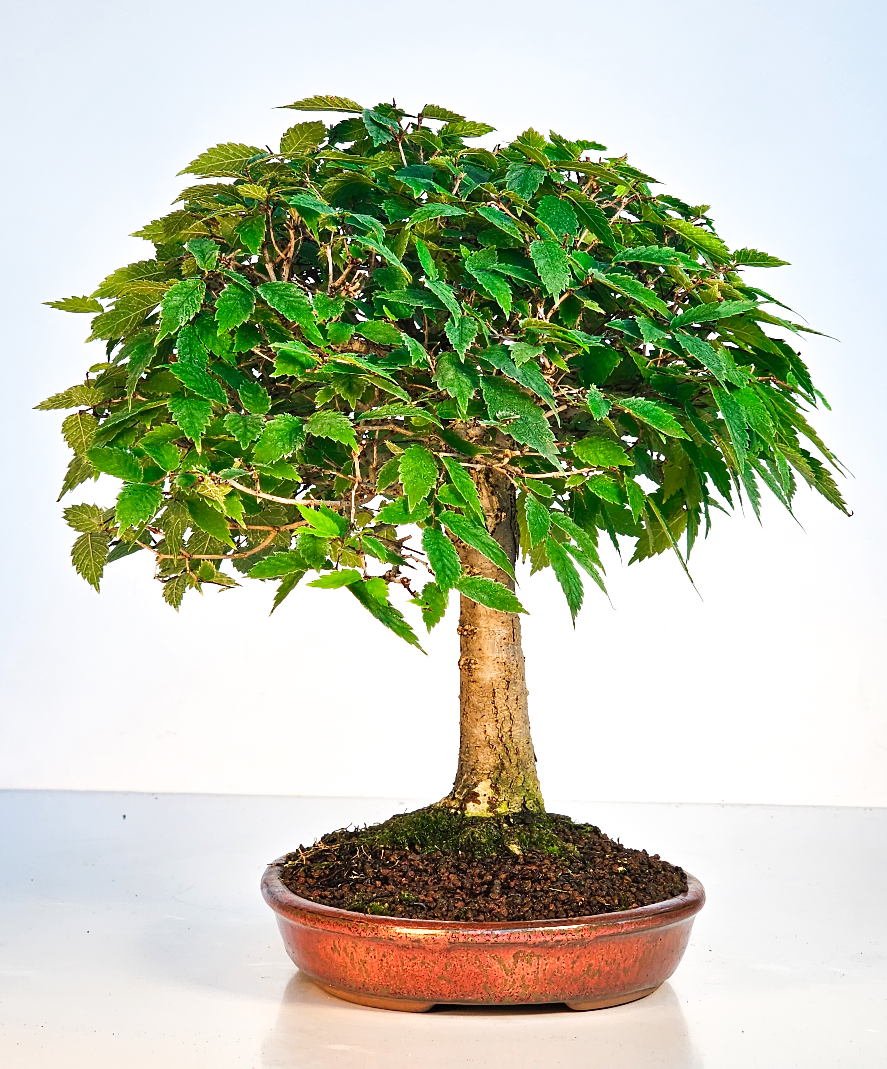Bonsai Zelkova serrata 26cm - Video!