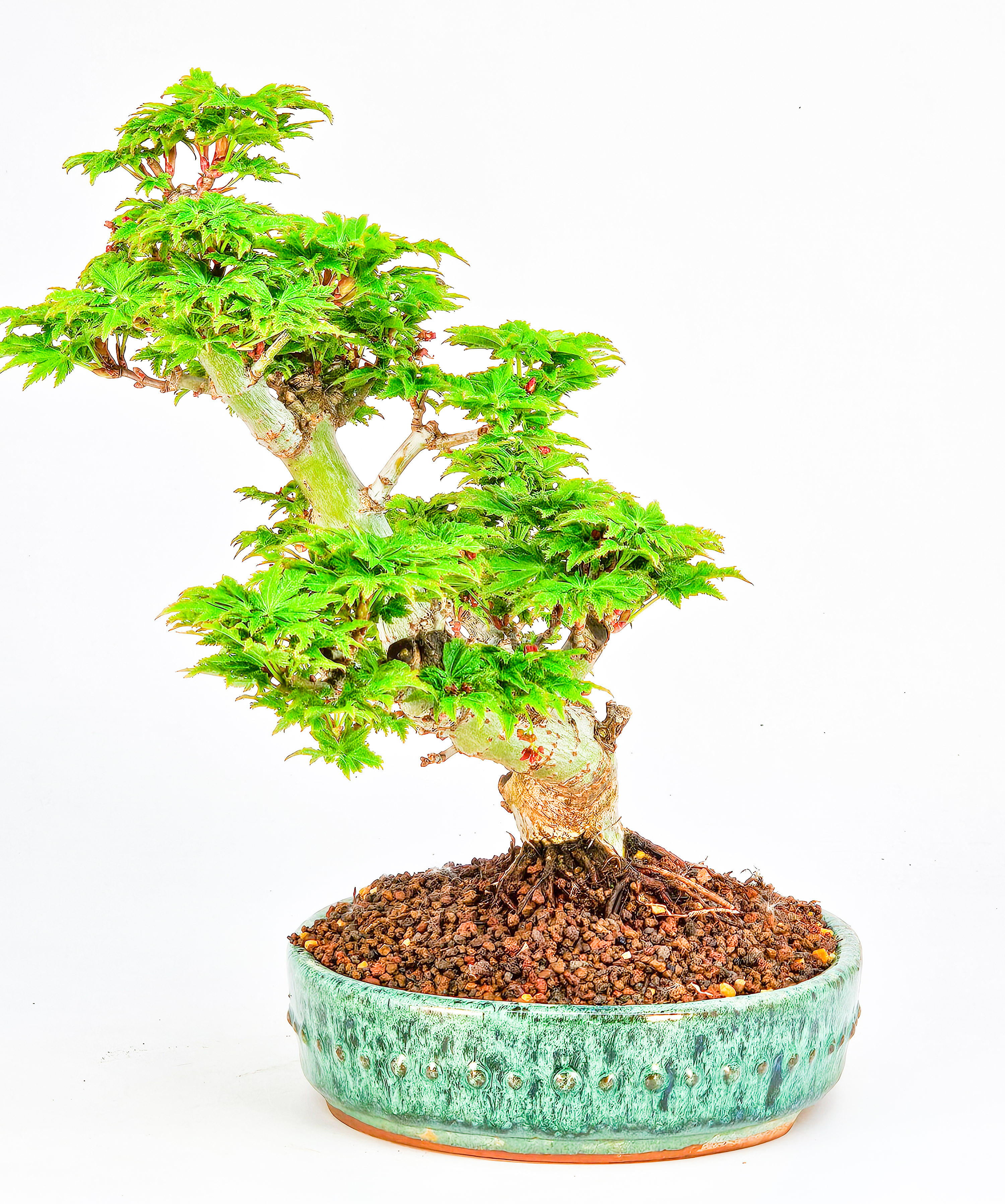 Bonsai Löwenkopfahorn- Acer palmatum Shishigashira Shohin 20cm