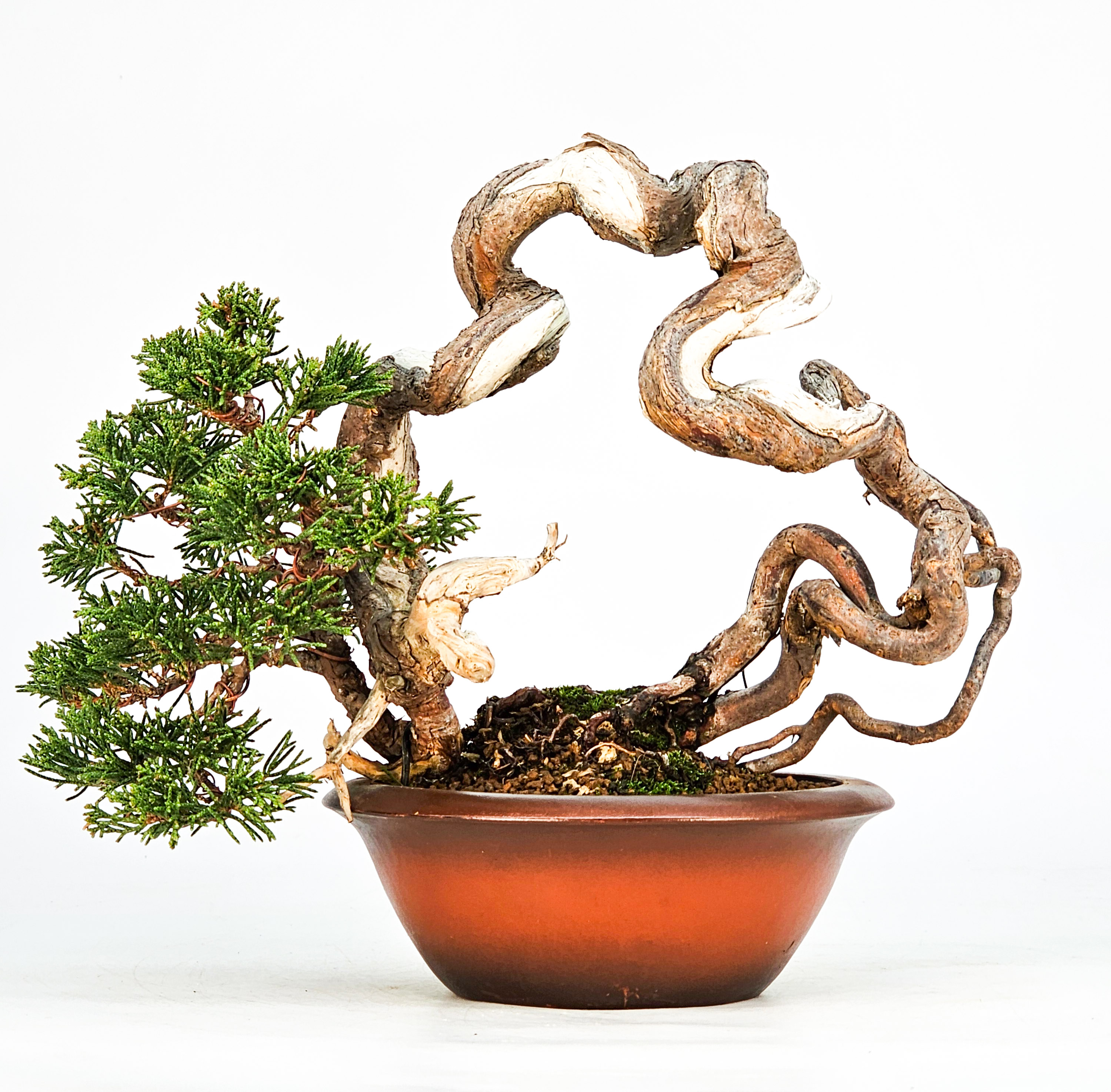 Bonsai Wacholder Juniperus Itoigawa 18cm Video!!
