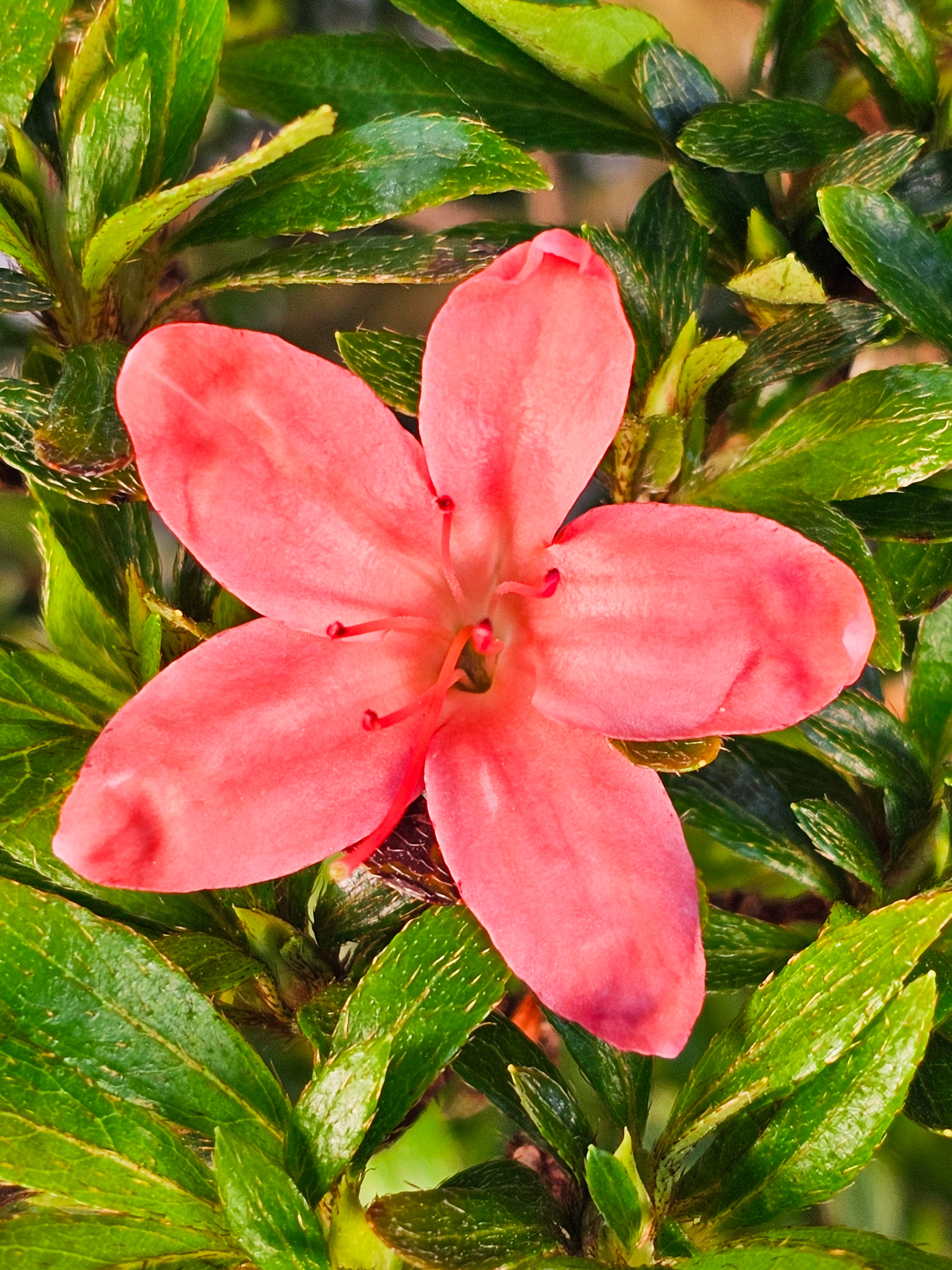 Bonsai Azalee Rhododendron indicum -Nissho no Hakari- 48cm