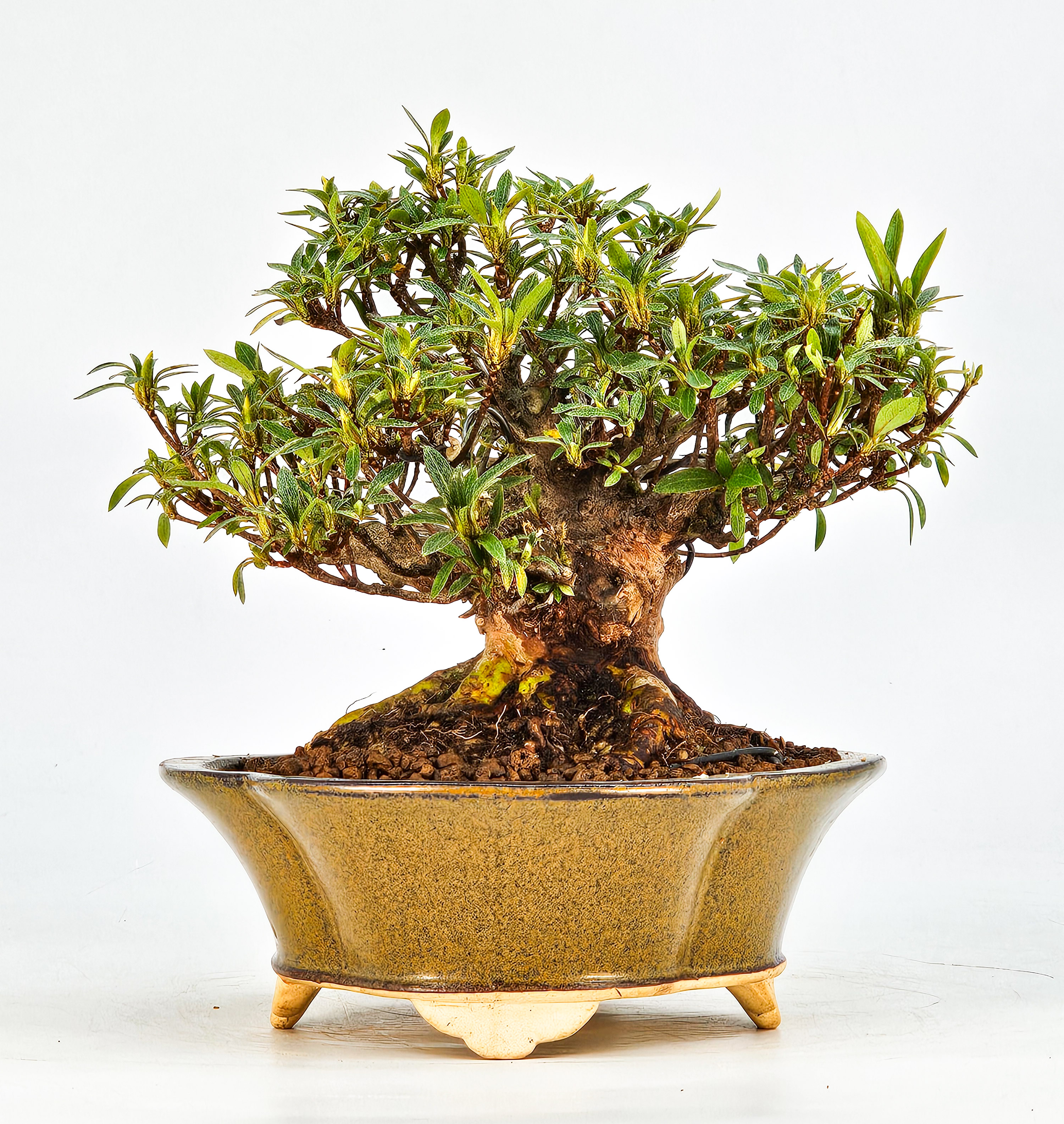 Bonsai Azalee Rhododendron indicum - Kakurin - Shohin 13cm