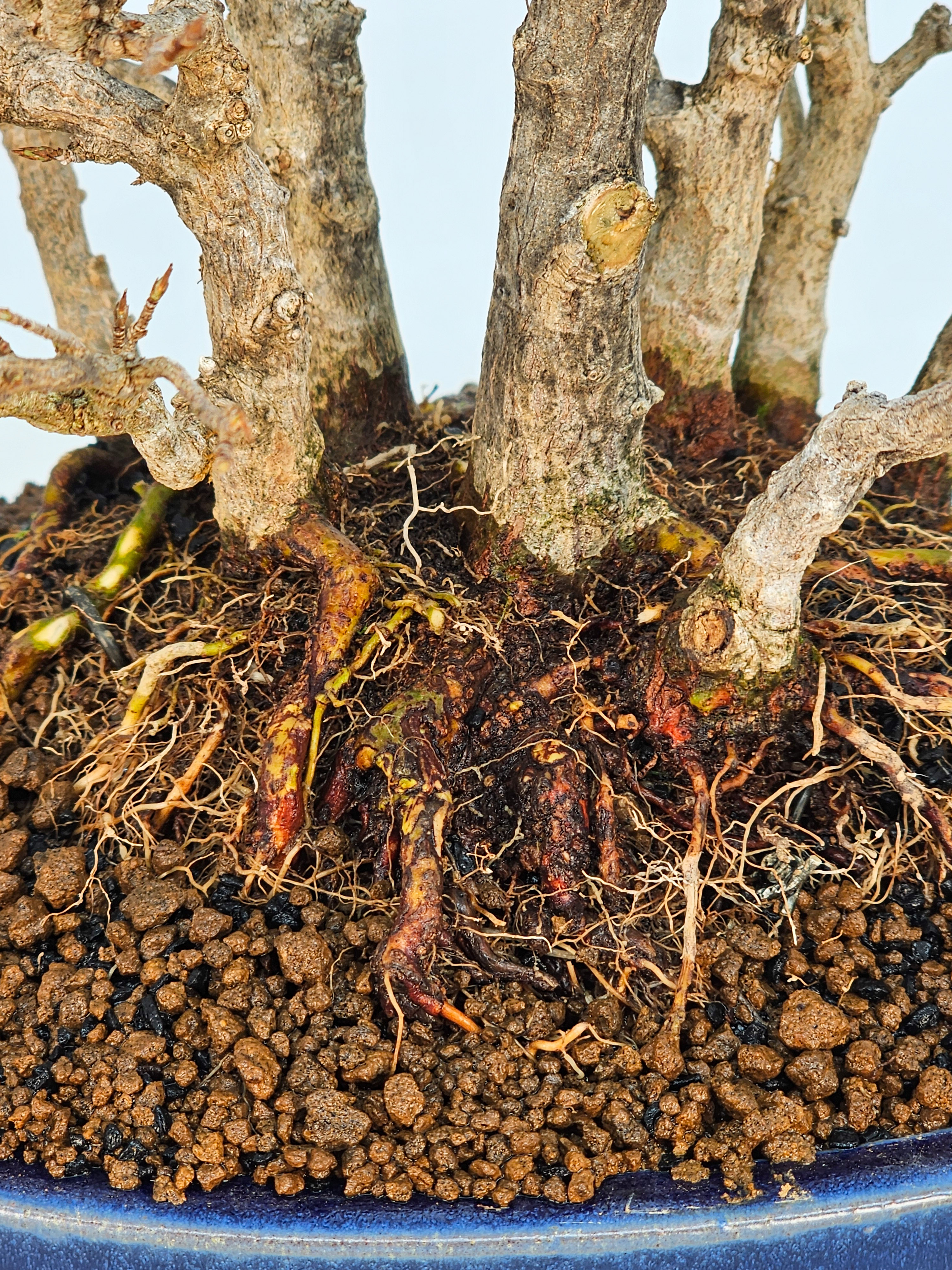 Bonsai Dreispitzahorn - Acer buergerianum Wald  Yose-ue 20cm Video!!