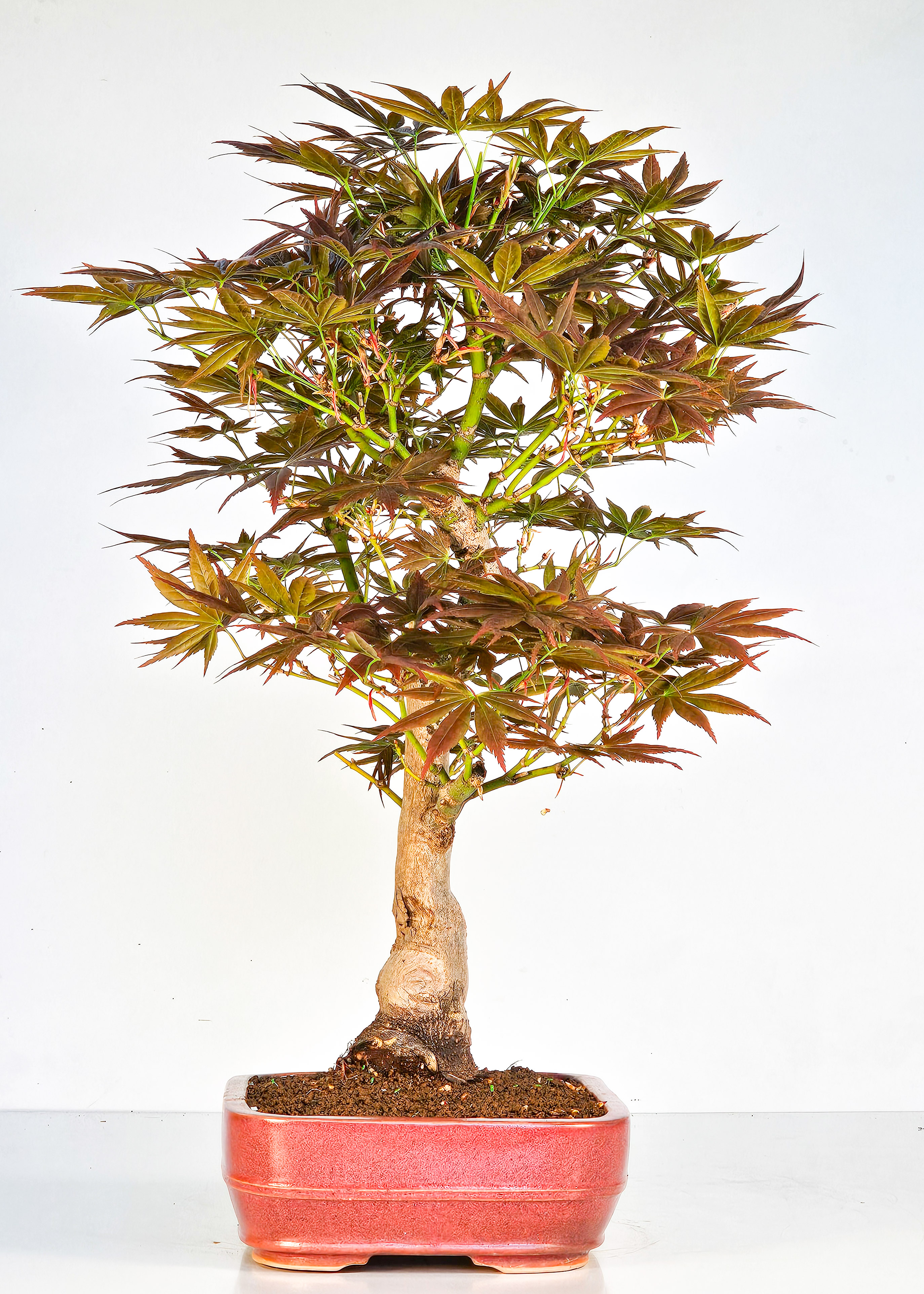 Bonsai Fächerahorn - Acer palmatum yugure 45cm