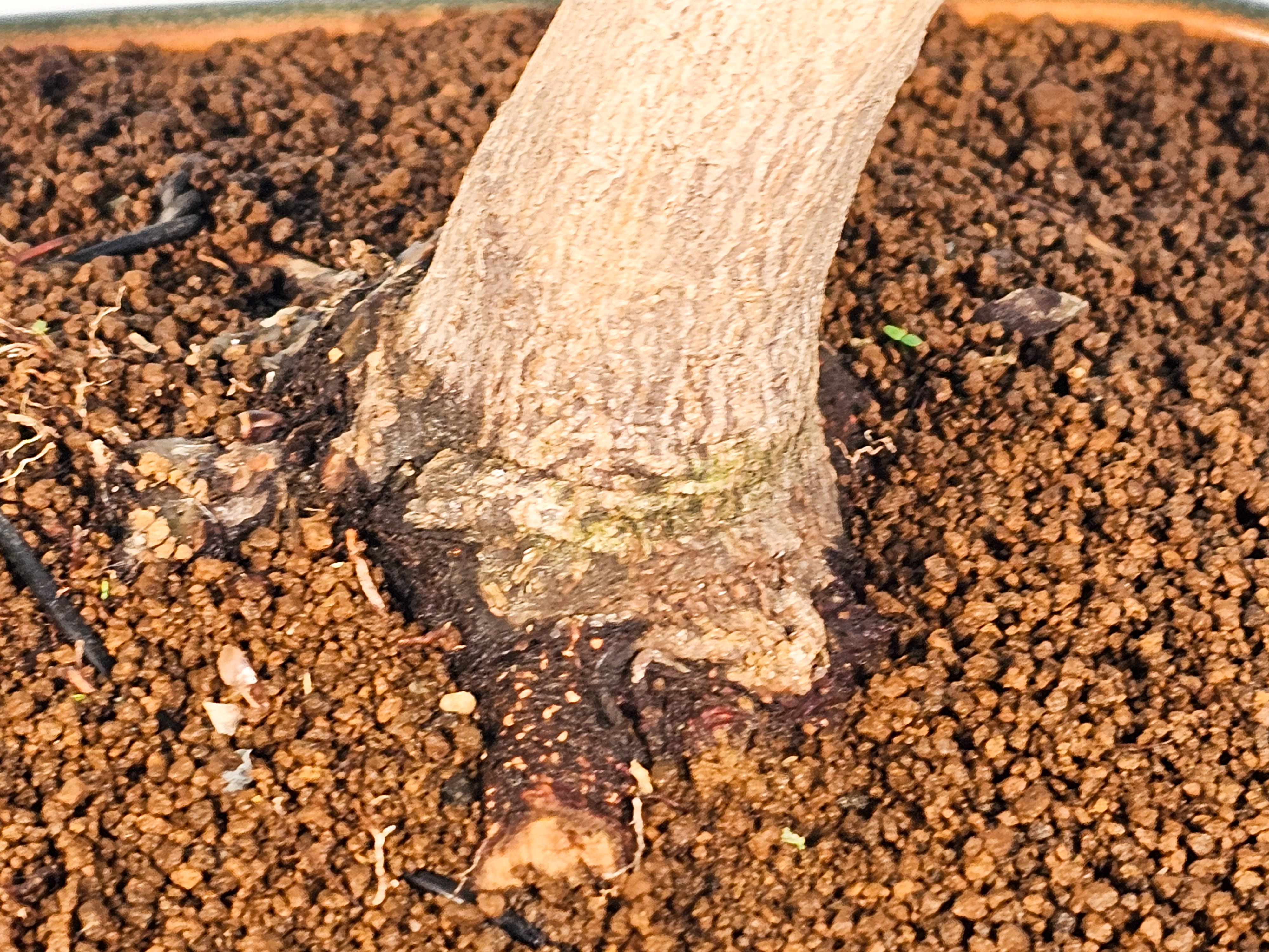 Bonsai Fächerahorn - Acer palmatum Osakazuki 45cm